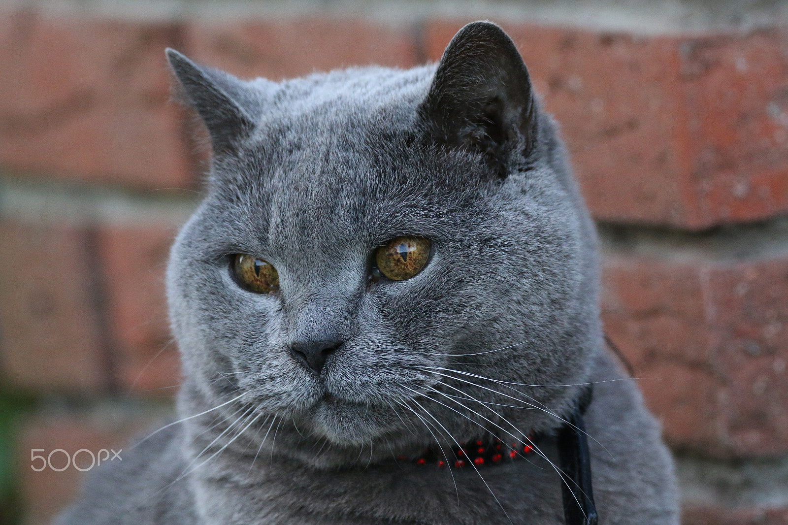 Sigma 150-600mm F5-6.3 DG OS HSM | C sample photo. Old eyes photography