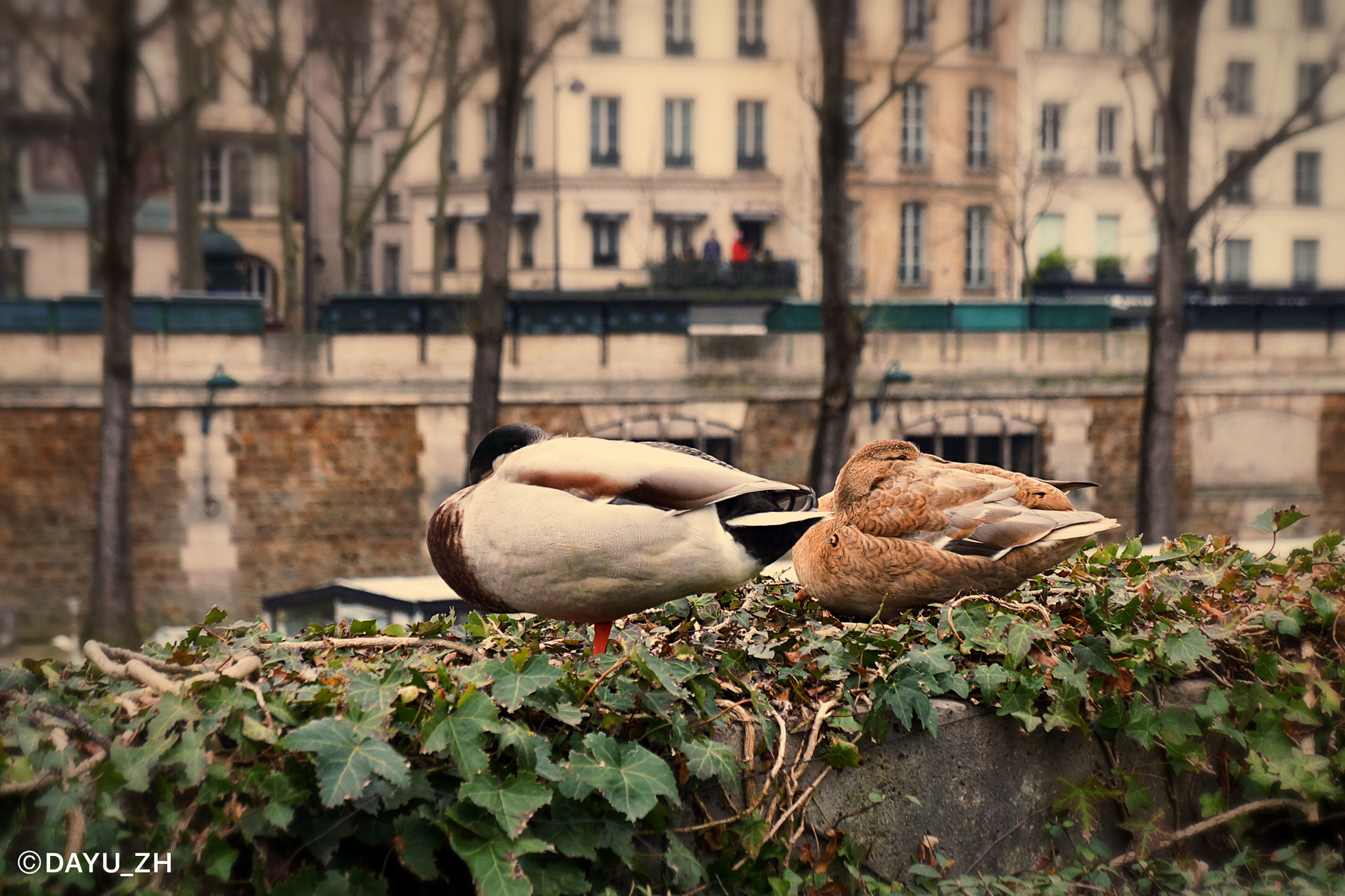 Sony Alpha NEX-7 sample photo. On the bank of the seine river photography