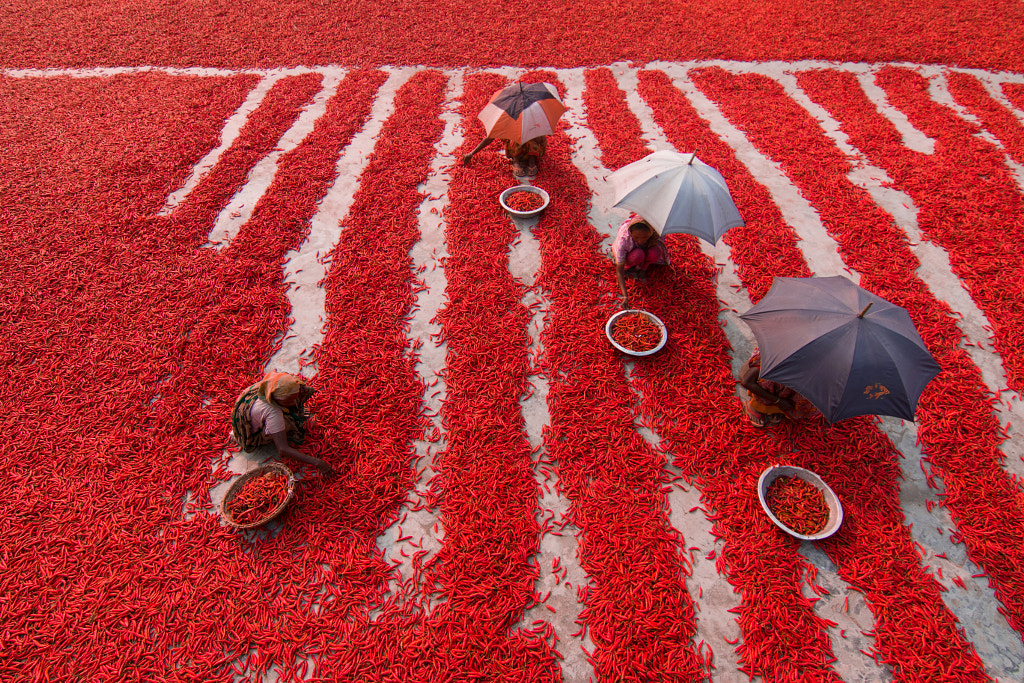 Red Chillies Pickers by Azim Khan Ronnie on 500px.com