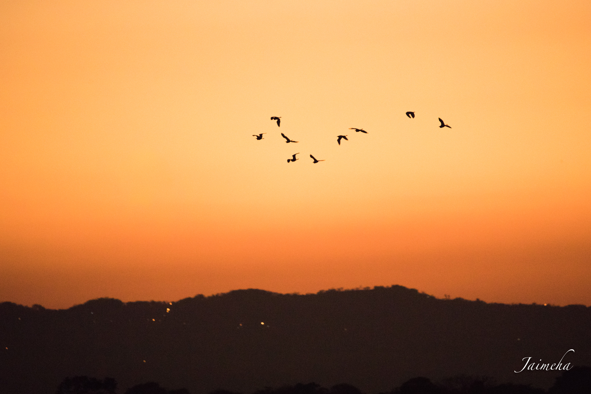 Canon EOS 5D Mark IV sample photo. Birds at sunset photography