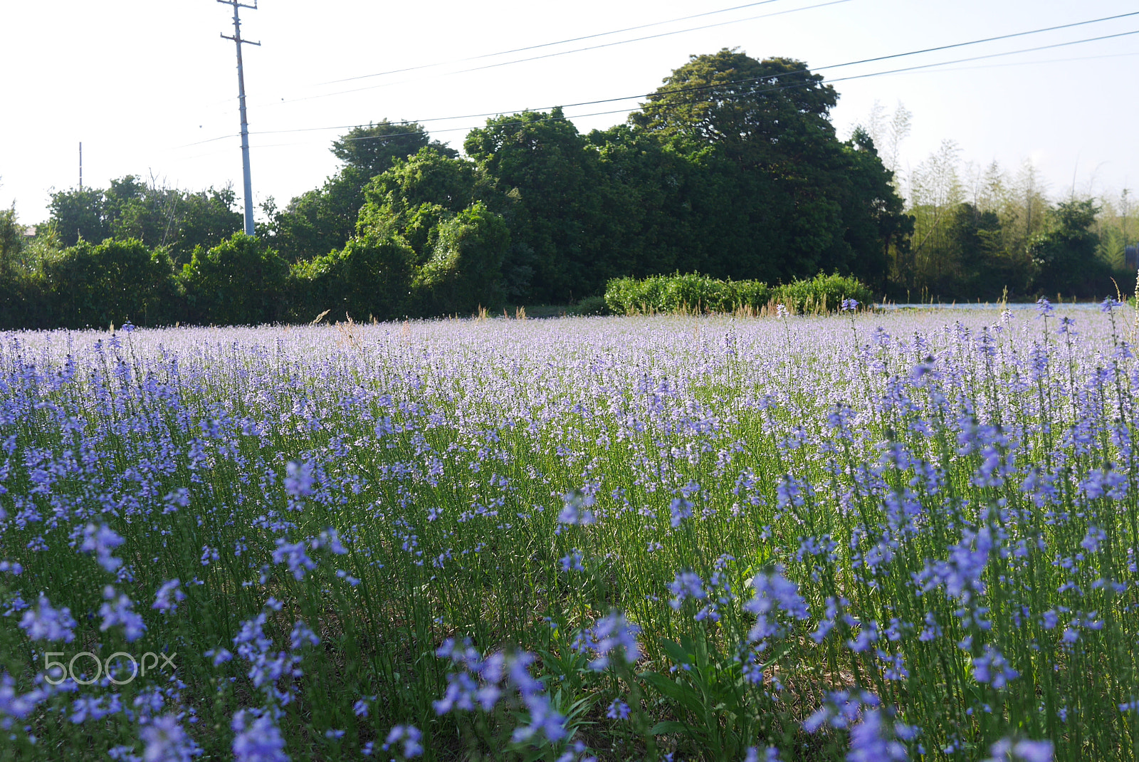 LUMIX G 20/F1.7 II sample photo. Wild flowers along the trail photography
