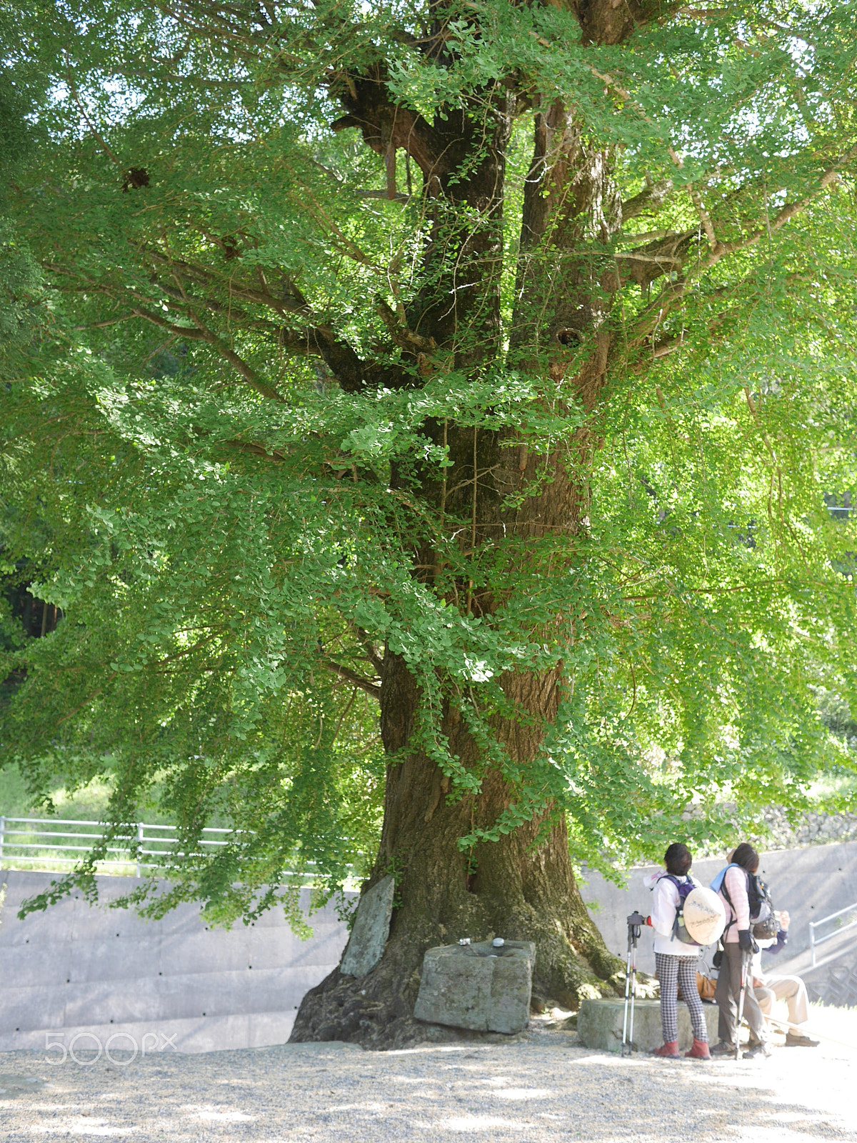 Panasonic Lumix DMC-GX7 + LUMIX G 20/F1.7 II sample photo. Looking up to the majestic tree photography