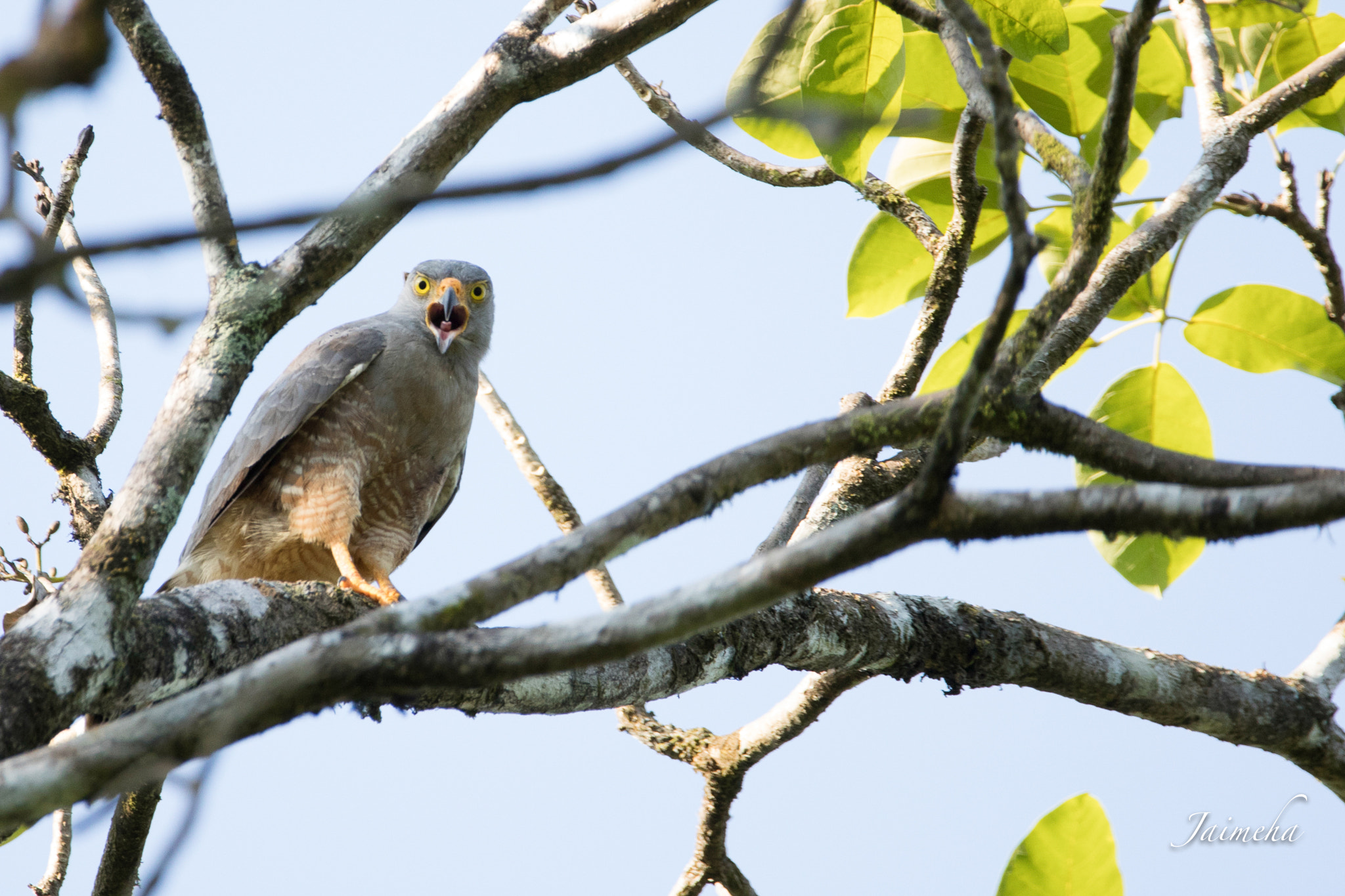150-600mm F5-6.3 DG OS HSM | Contemporary 015 sample photo. Roadside hawk / buteo magnirostris photography