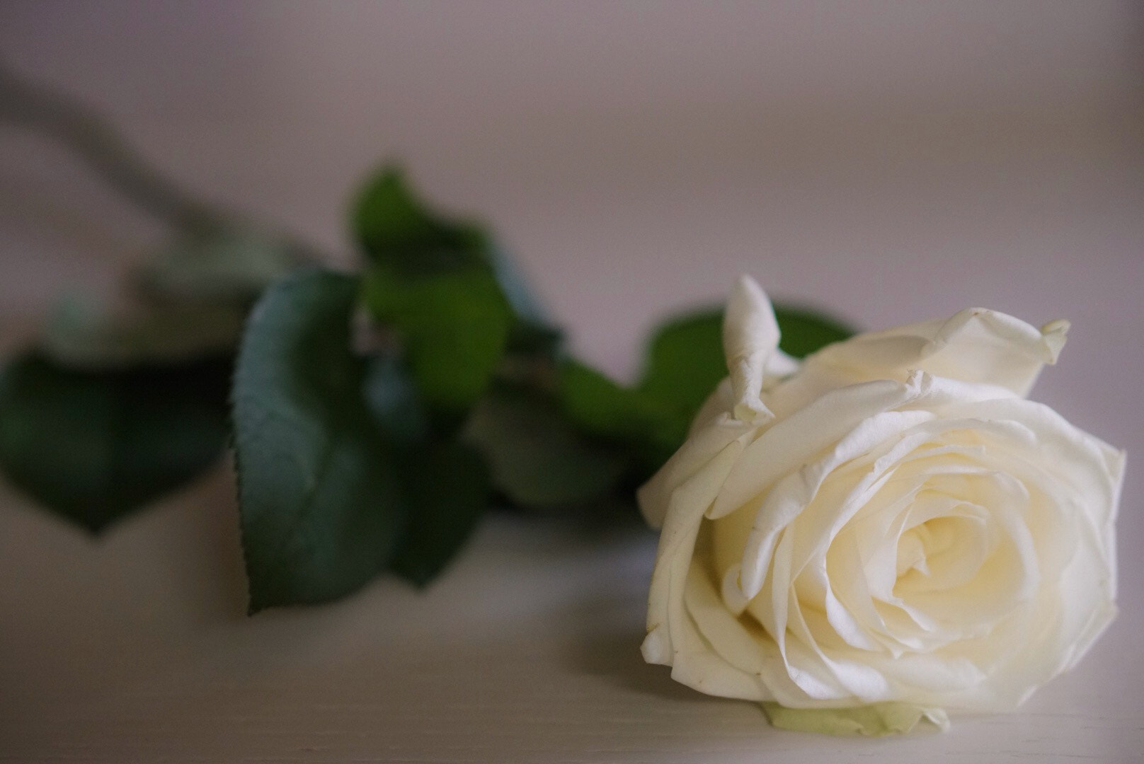 Sony a6300 + E 50mm F1.8 OSS sample photo. Simple love photography