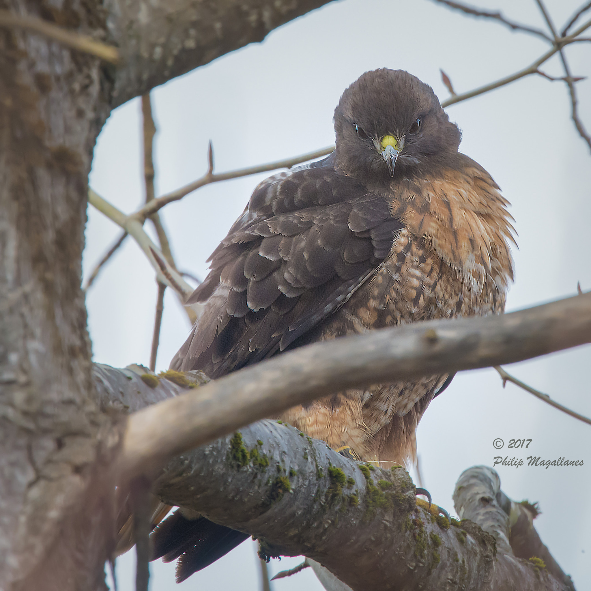 Nikon Nikkor AF-S 300mm F4E PF ED VR sample photo. Red tailed hawk eating photography
