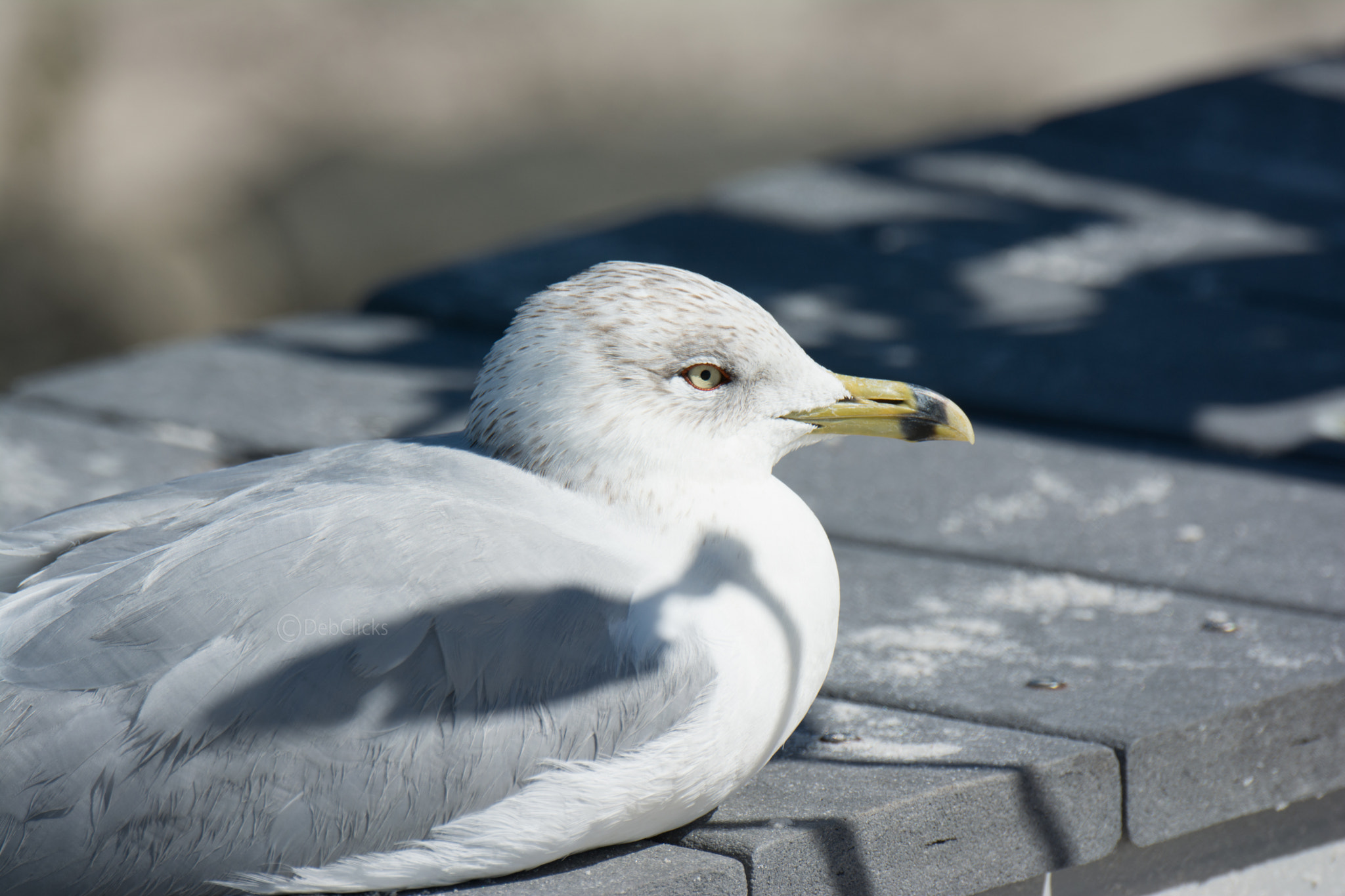 Nikon D7100 sample photo. Ring-billed gull photography