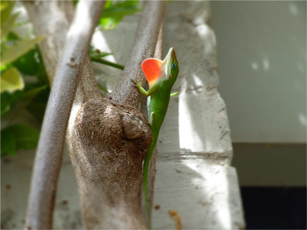 Fujifilm FinePix S9100 sample photos - ExploreCams
