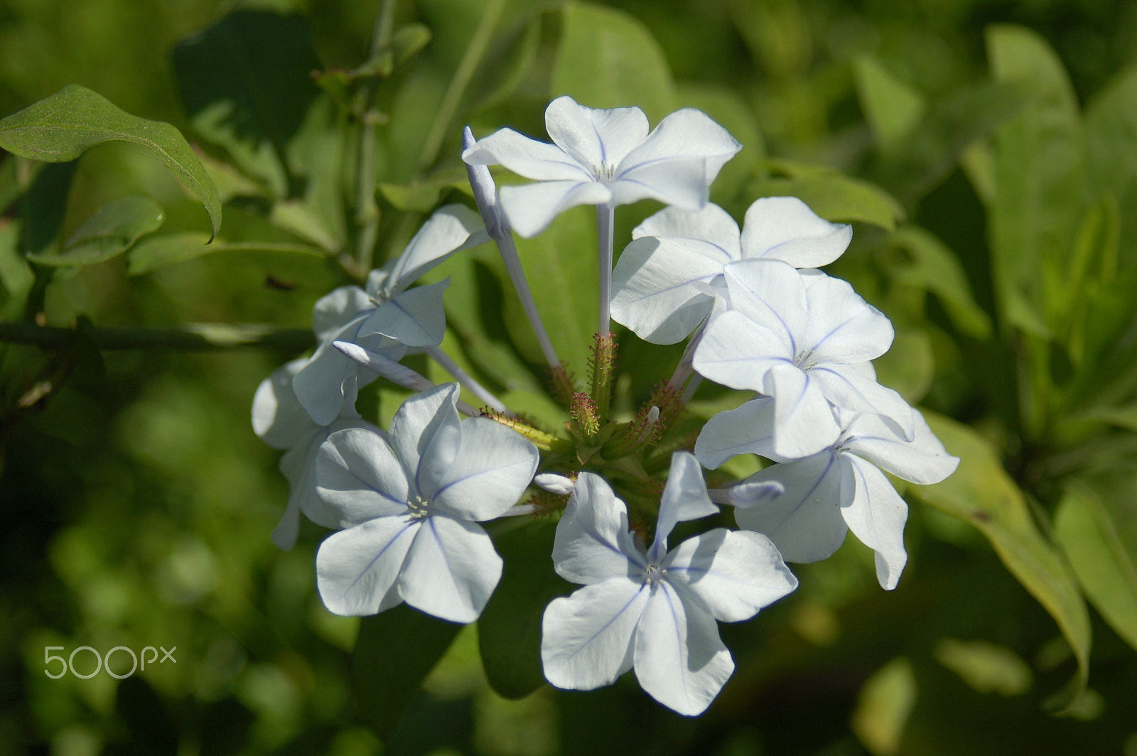 Nikon D50 sample photo. Flowers photography