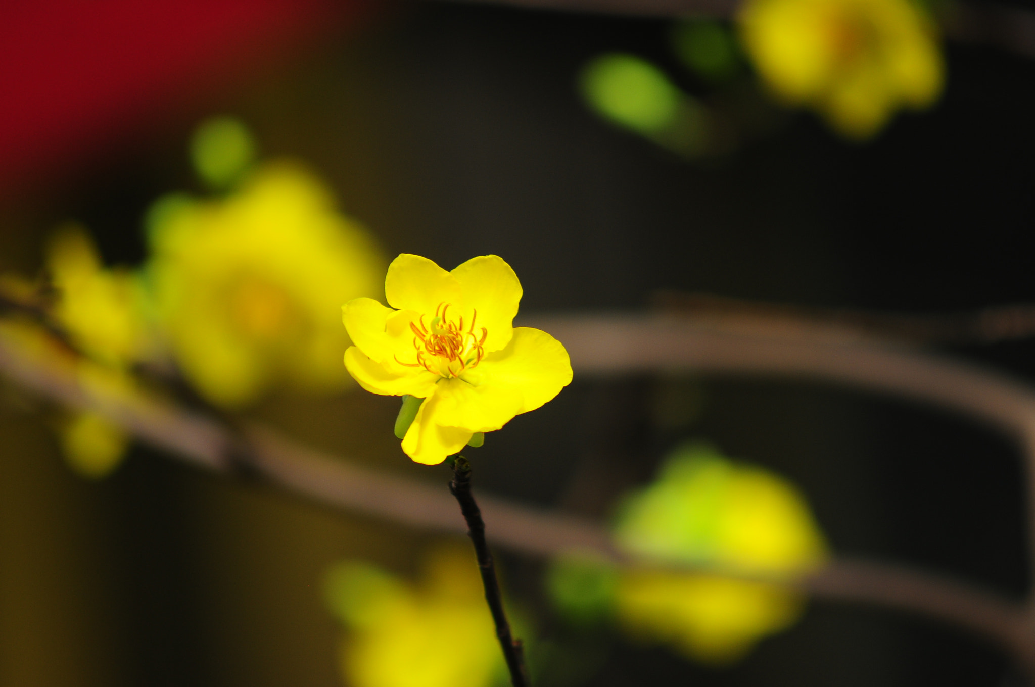 Nikon D300 + Manual Lens No CPU sample photo. Single flower can brings the spring photography