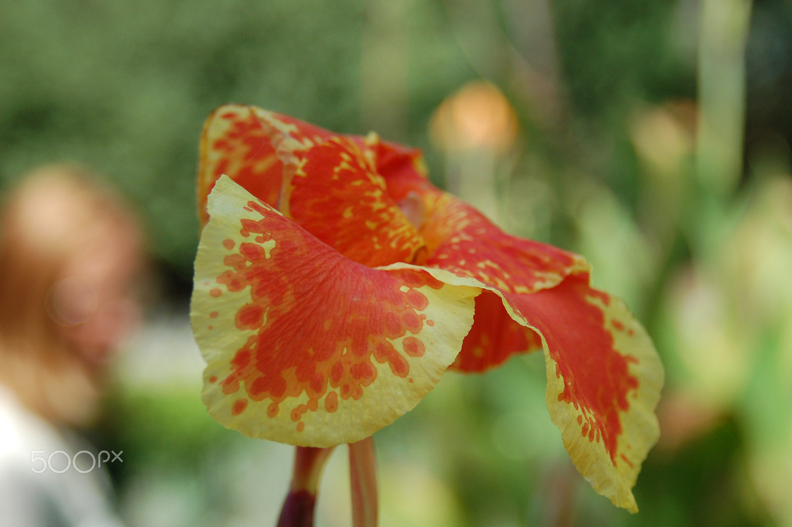 Nikon D50 sample photo. Flower photography