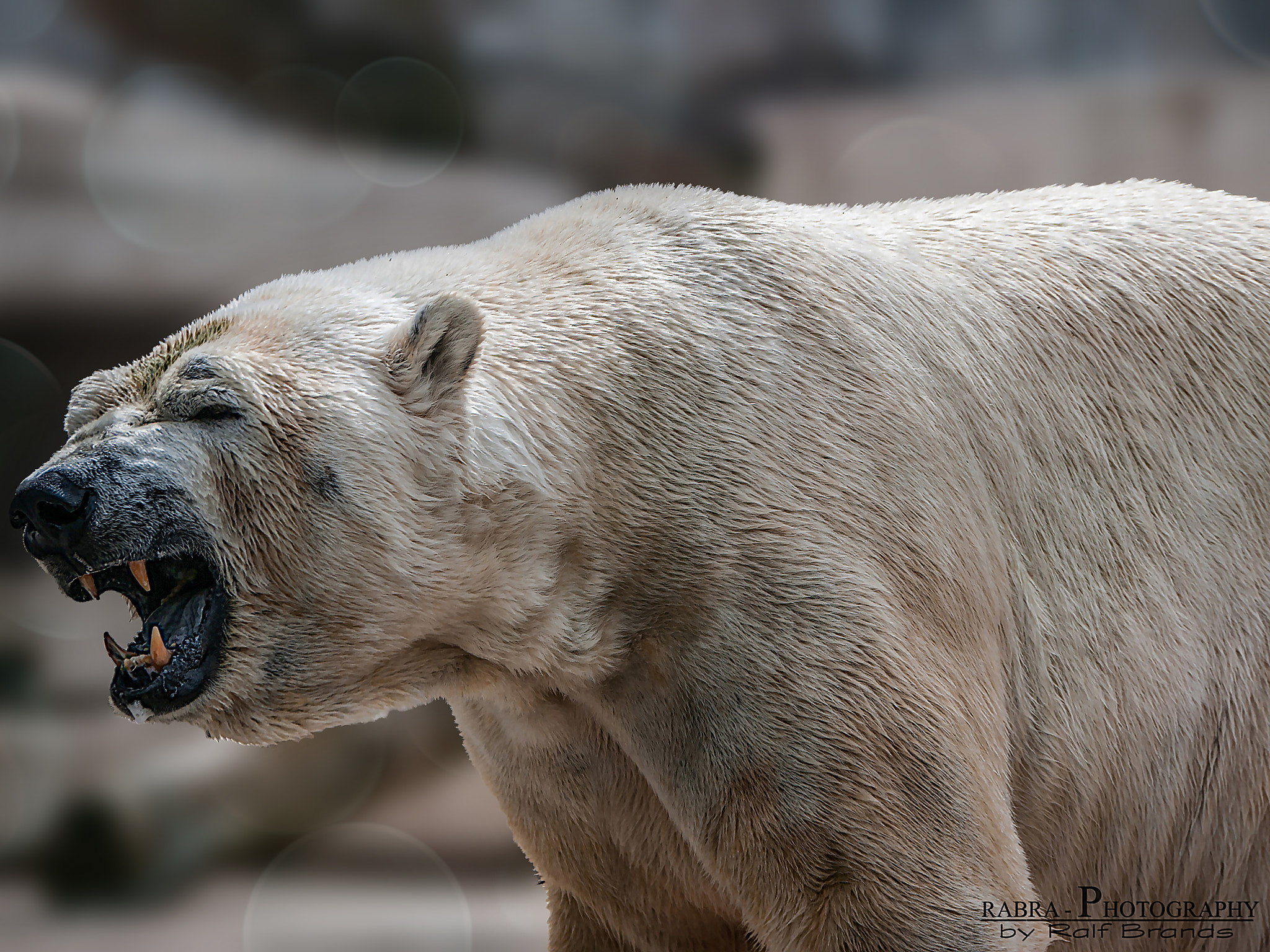 Panasonic Lumix G Vario 45-200mm F4-5.6 OIS sample photo. Bear behind glass photography