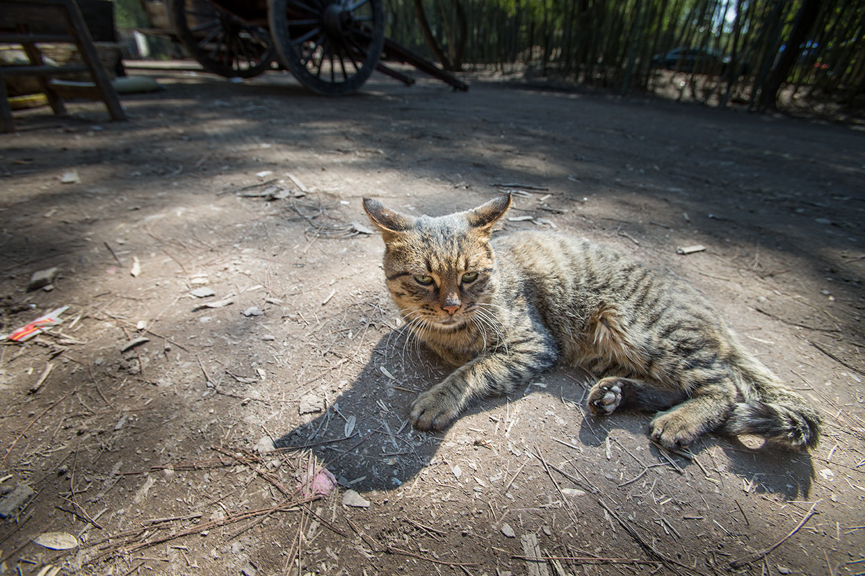 Canon EF 16-35mm F2.8L USM sample photo