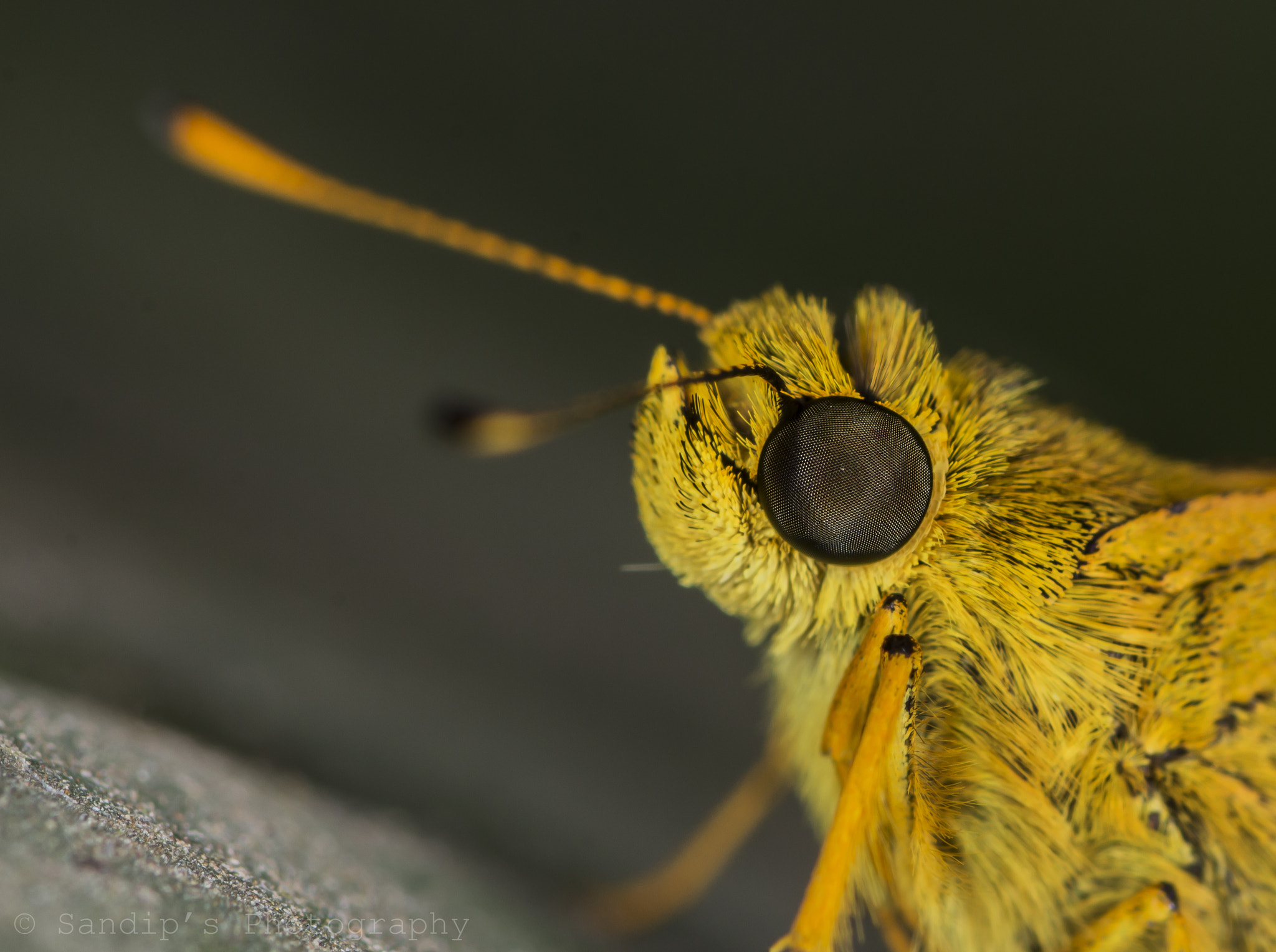 Canon EOS 600D (Rebel EOS T3i / EOS Kiss X5) + Tamron SP AF 90mm F2.8 Di Macro sample photo. Skipper photography