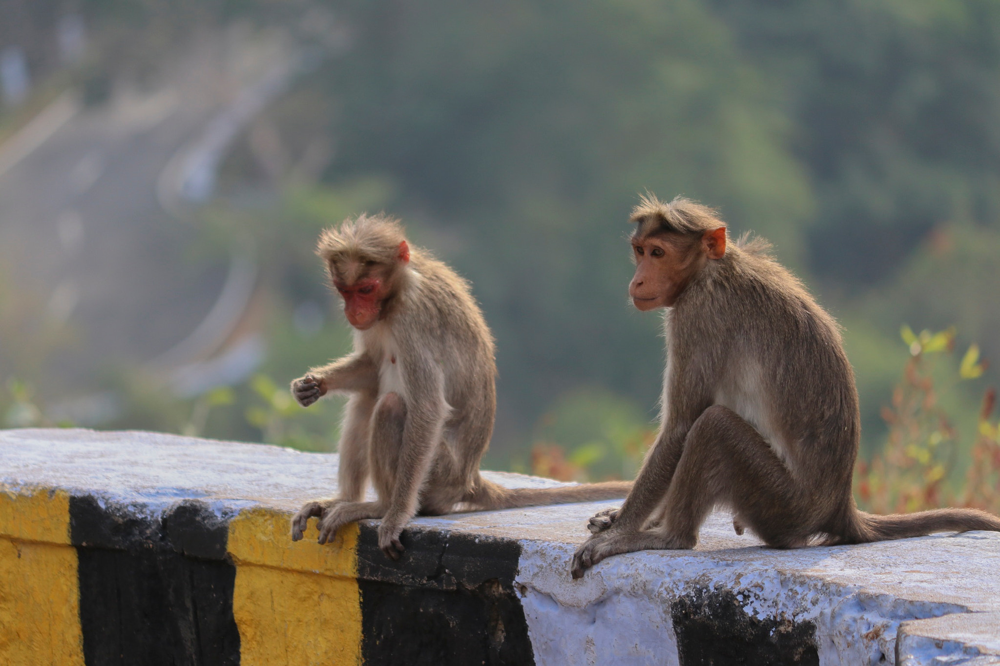 Canon EF-S 55-250mm F4-5.6 IS II sample photo. Monkey photography