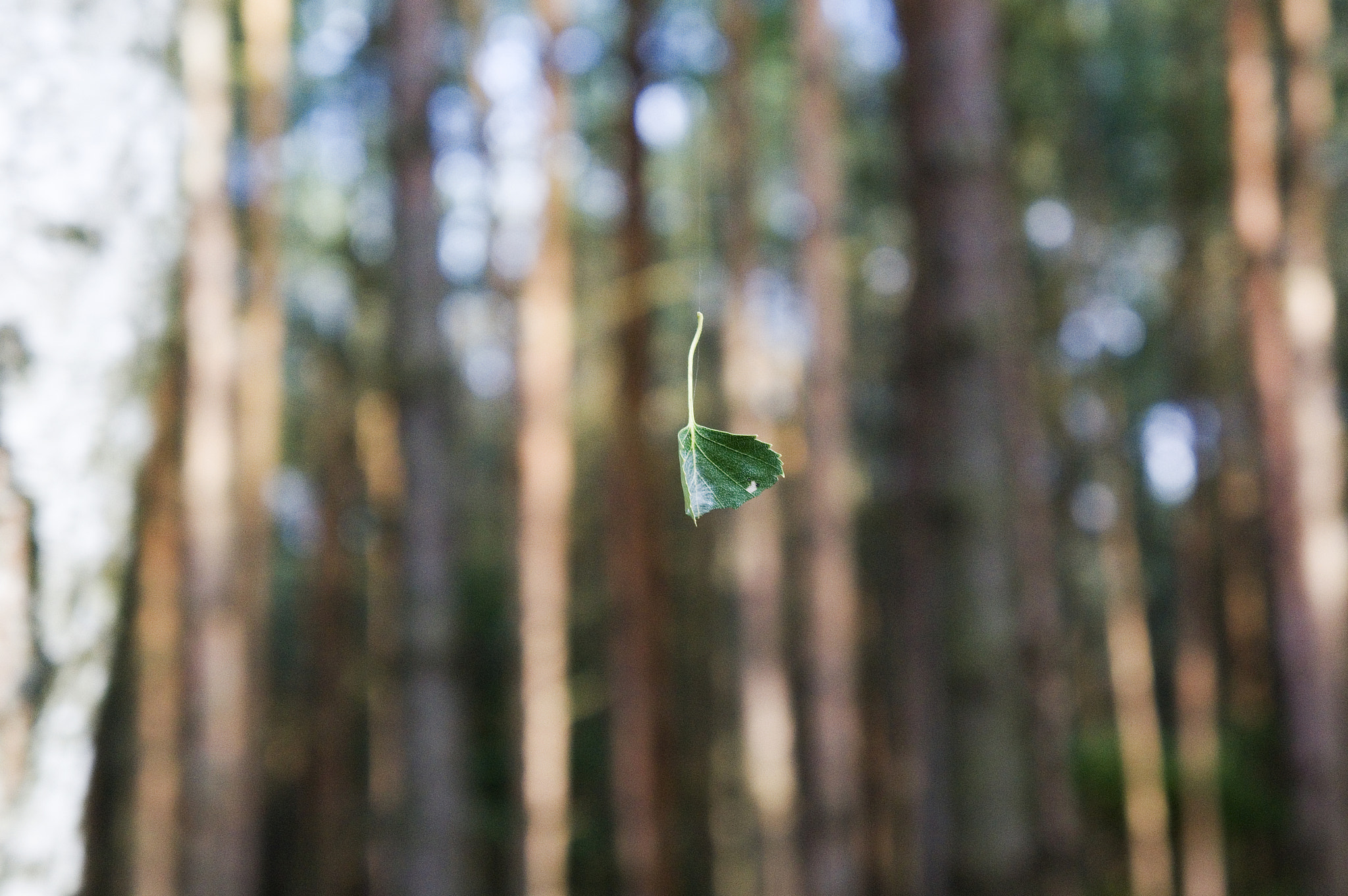 Sony Alpha NEX-5R + Sony E 18-55mm F3.5-5.6 OSS sample photo. The flying leaf photography