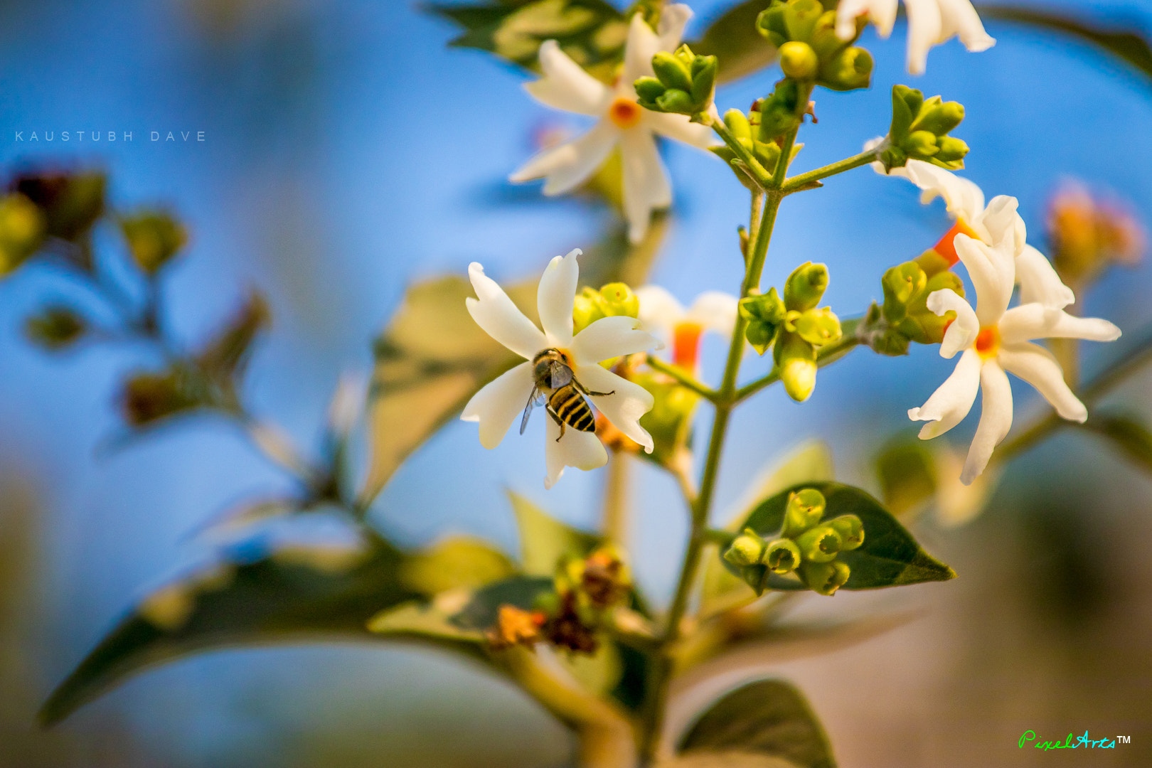 Canon EOS 80D + Canon EF 70-200mm F4L USM sample photo. " bee " -“everything takes time. bees have to move very fast to stay still.”-david foster wallace photography