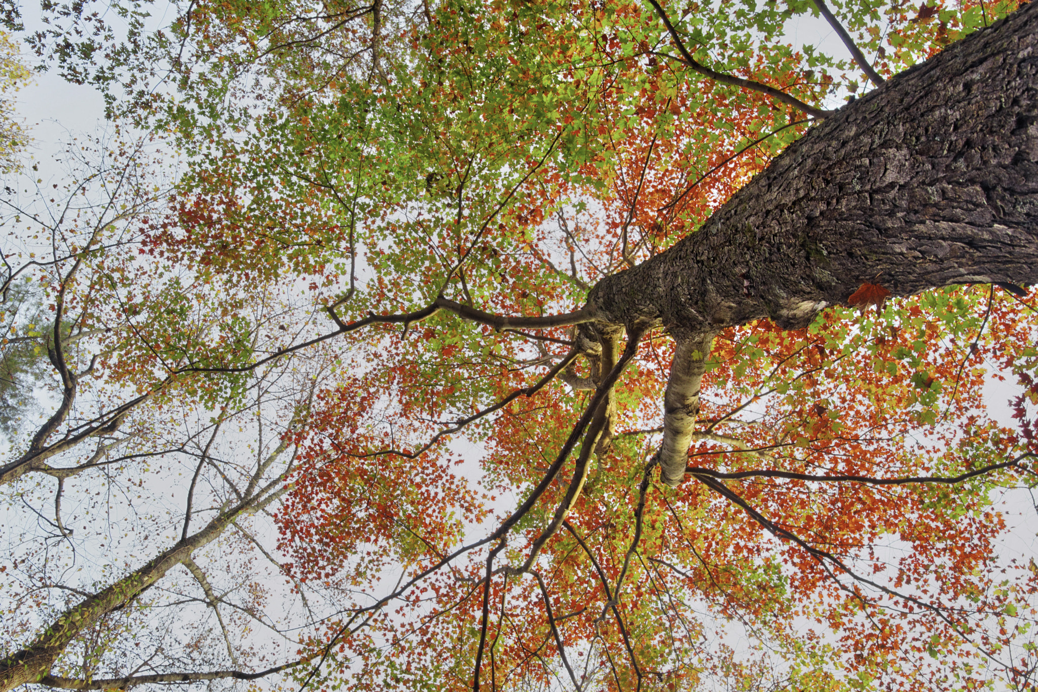 Sony ILCA-77M2 sample photo. Beneath the autumn trees photography