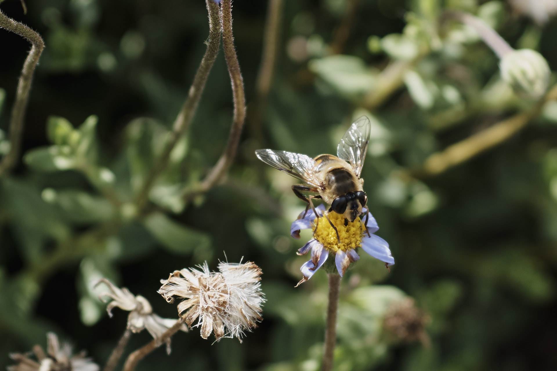 Sigma 60mm F2.8 DN Art sample photo. Winged photography