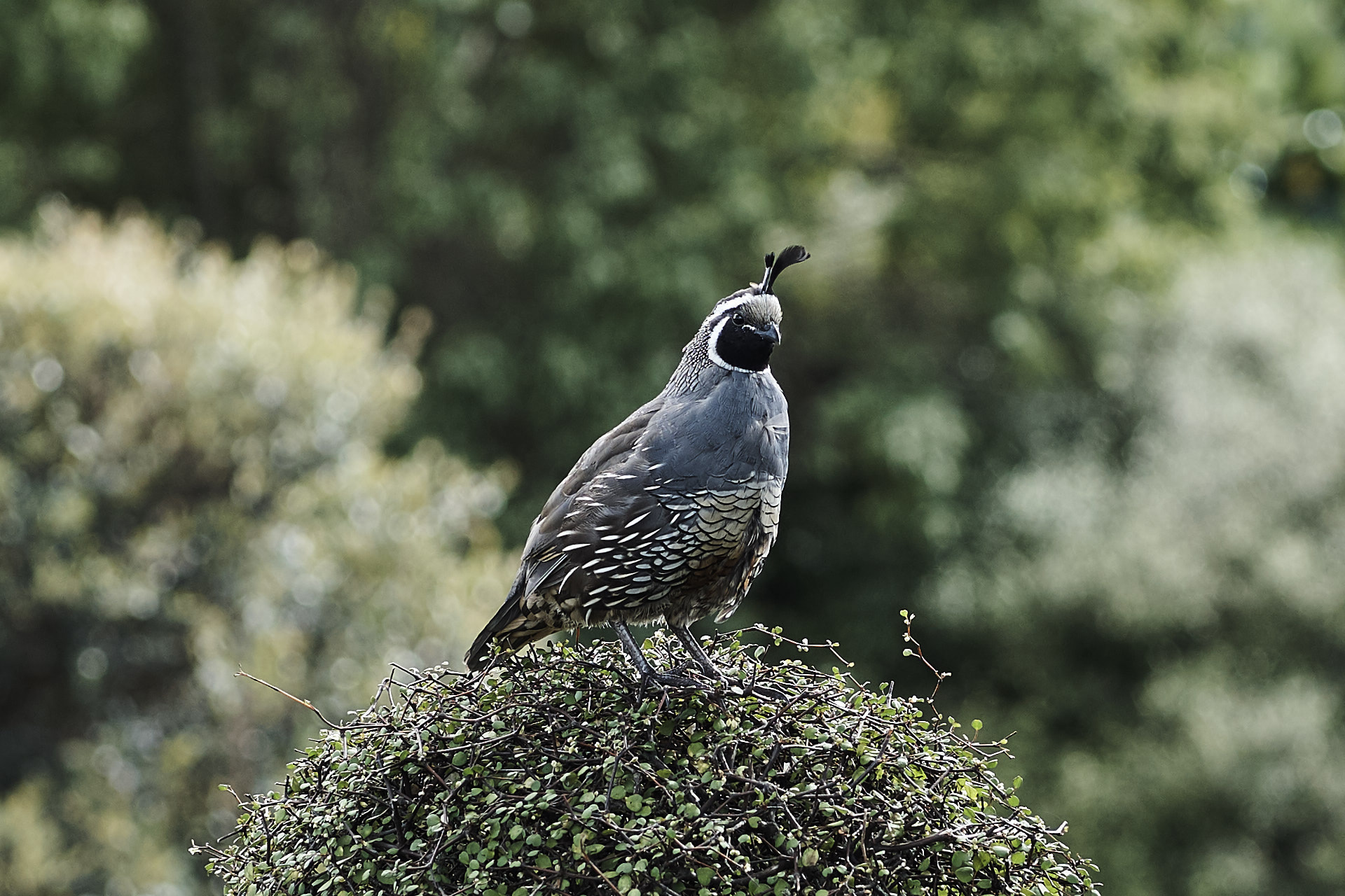 Sigma 60mm F2.8 DN Art sample photo. Perched photography