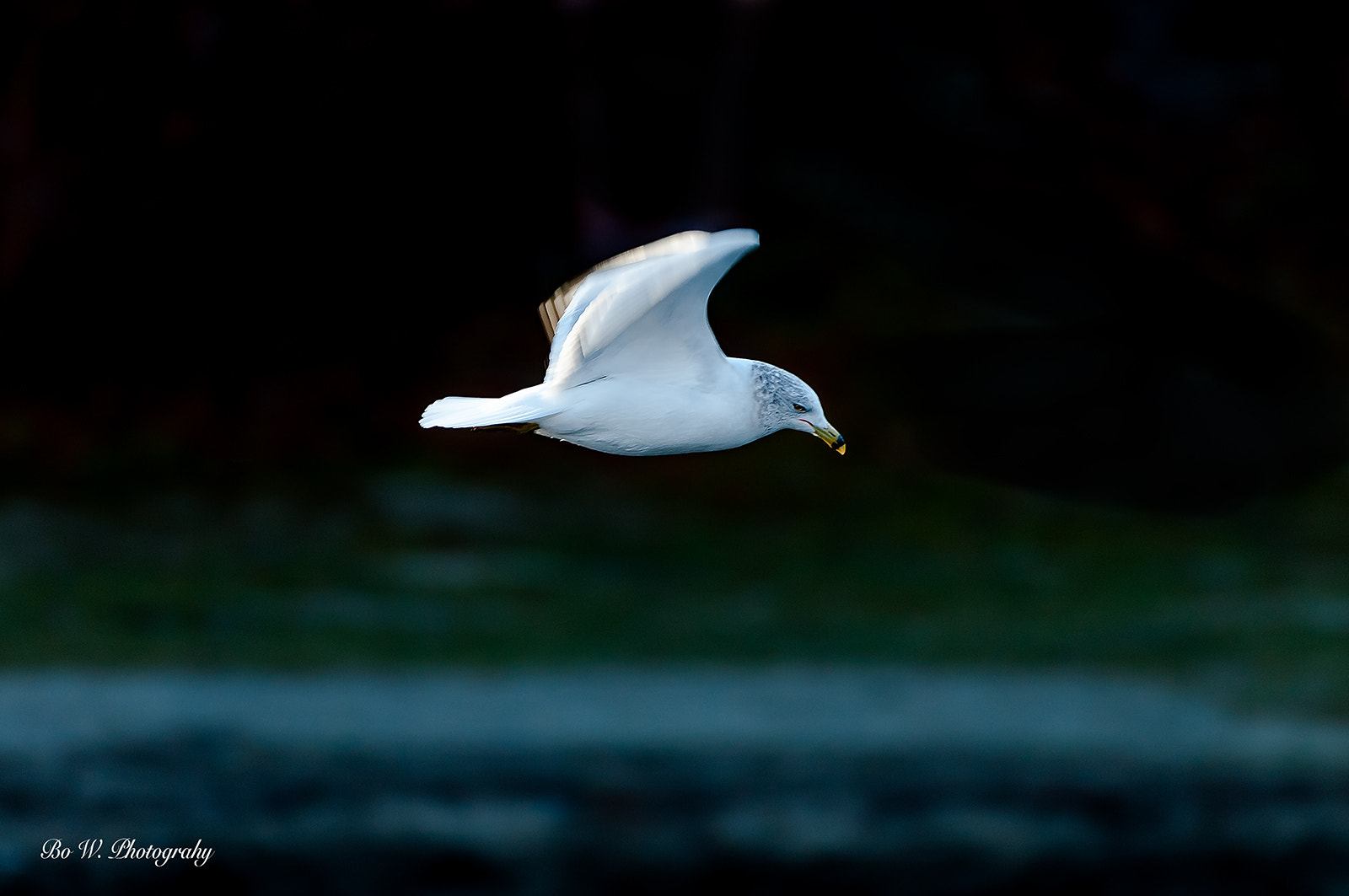 Nikon AF-S Nikkor 200-500mm F5.6E ED VR sample photo