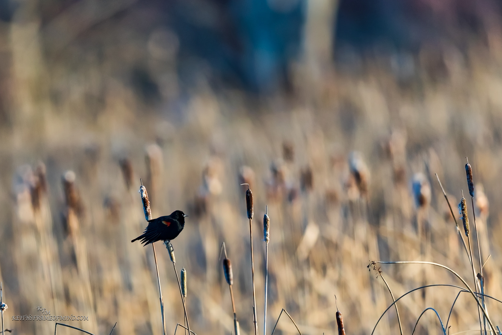 Canon EF 600mm F4L IS II USM sample photo. Red-winged blackbird photography