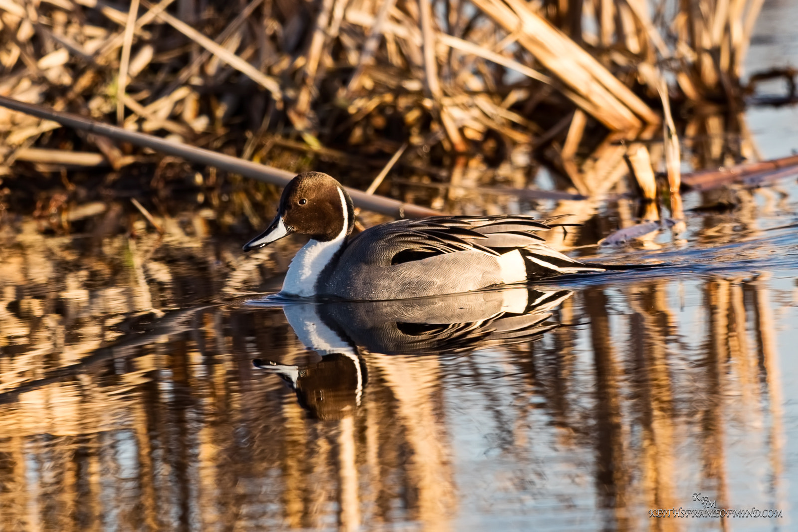 Canon EF 600mm F4L IS II USM sample photo. Pintail duck photography