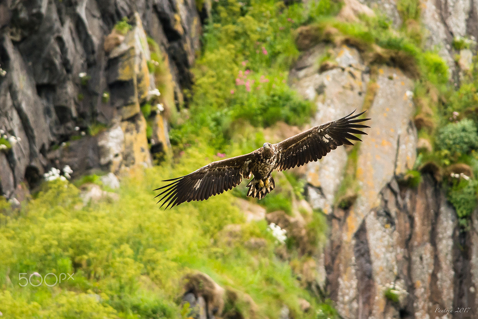 Nikon D600 sample photo. White tailed eagle photography