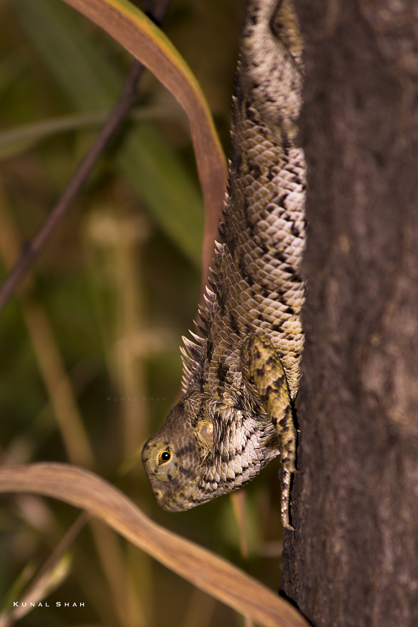 Canon EF 70-300mm F4-5.6 IS USM sample photo. Changeable lizard photography