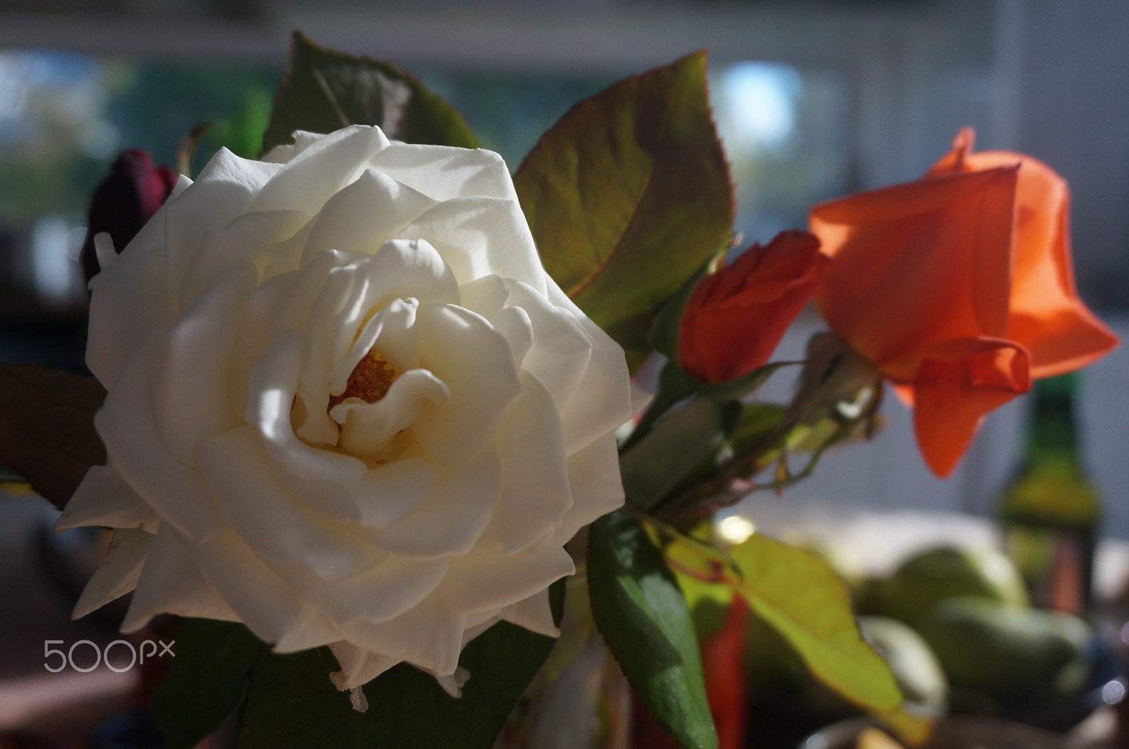Sony Alpha NEX-5T + Sony E 18-50mm F4-5.6 sample photo. Still life with roses photography