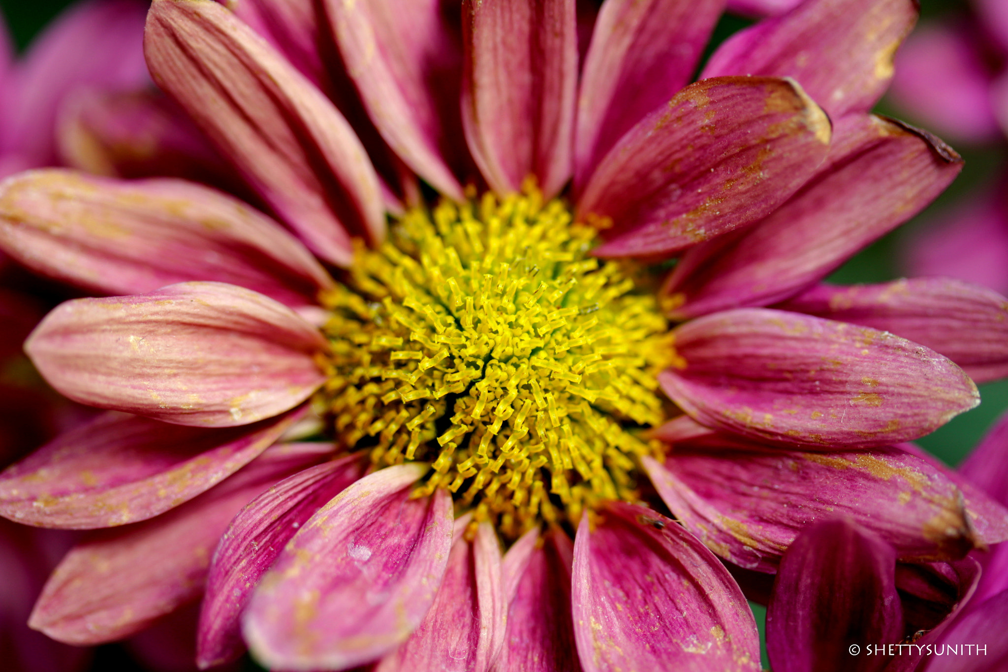 Canon EF-S 60mm F2.8 Macro USM sample photo. Awesome blossom.. photography