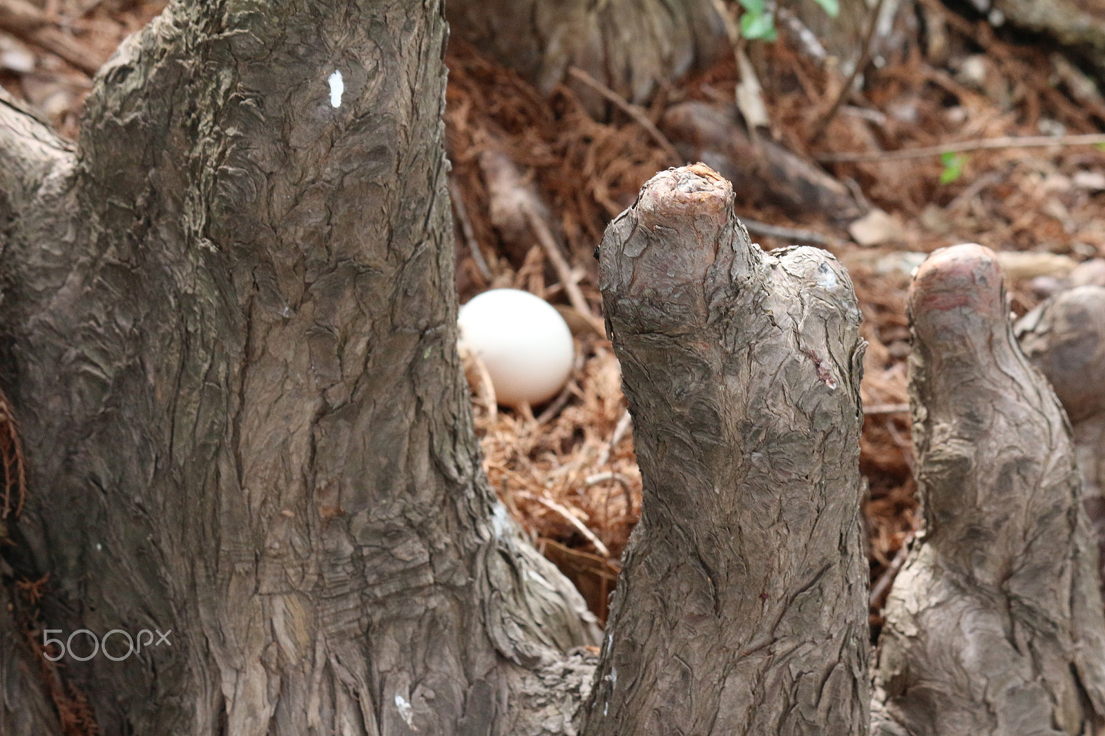Canon EF-S 55-250mm F4-5.6 IS II sample photo. Egg photography