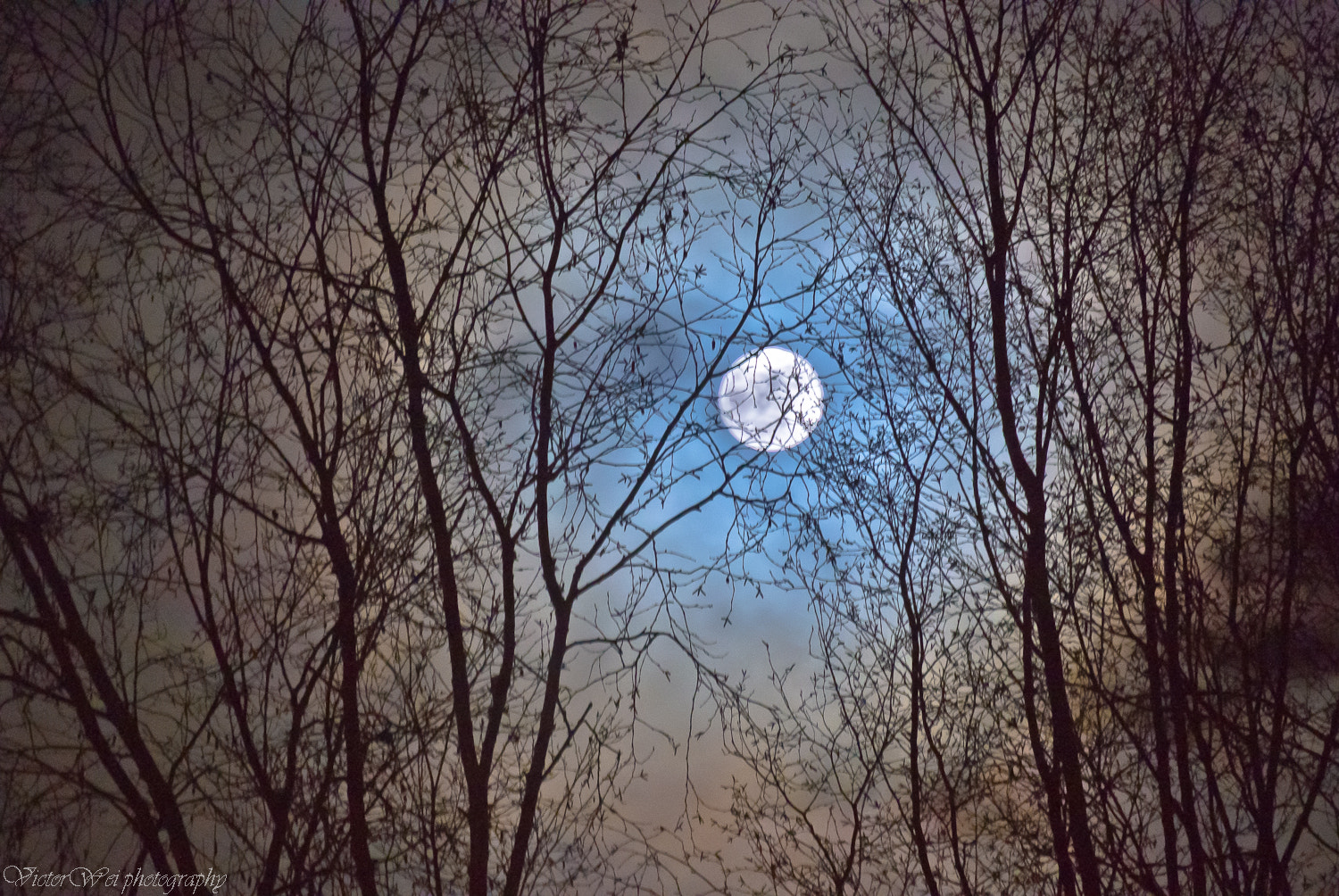 Nikon 1 Nikkor VR 30-110mm F3.8-5.6 sample photo. Glow of the woods photography