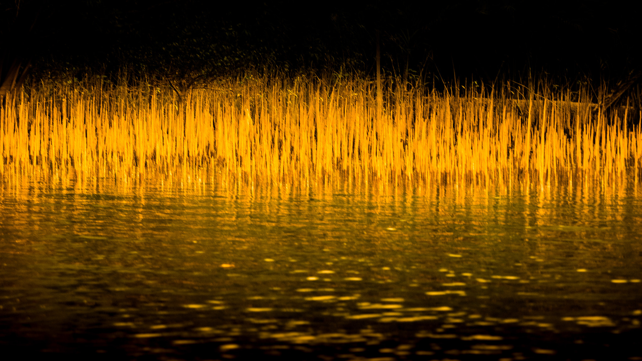 Olympus OM-D E-M1 sample photo. River rushes along terengganu river in malaysia photography