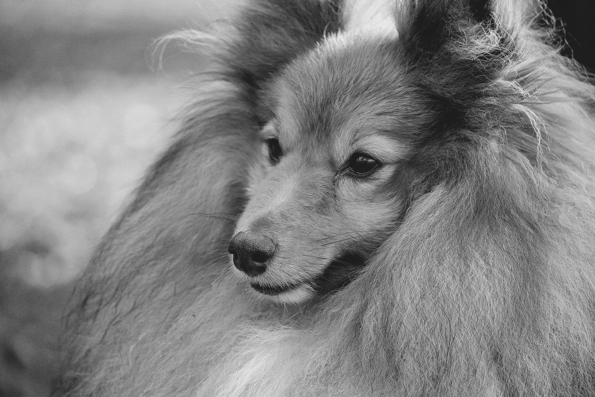 Canon EF-S 55-250mm F4-5.6 IS STM sample photo. Peloso photography