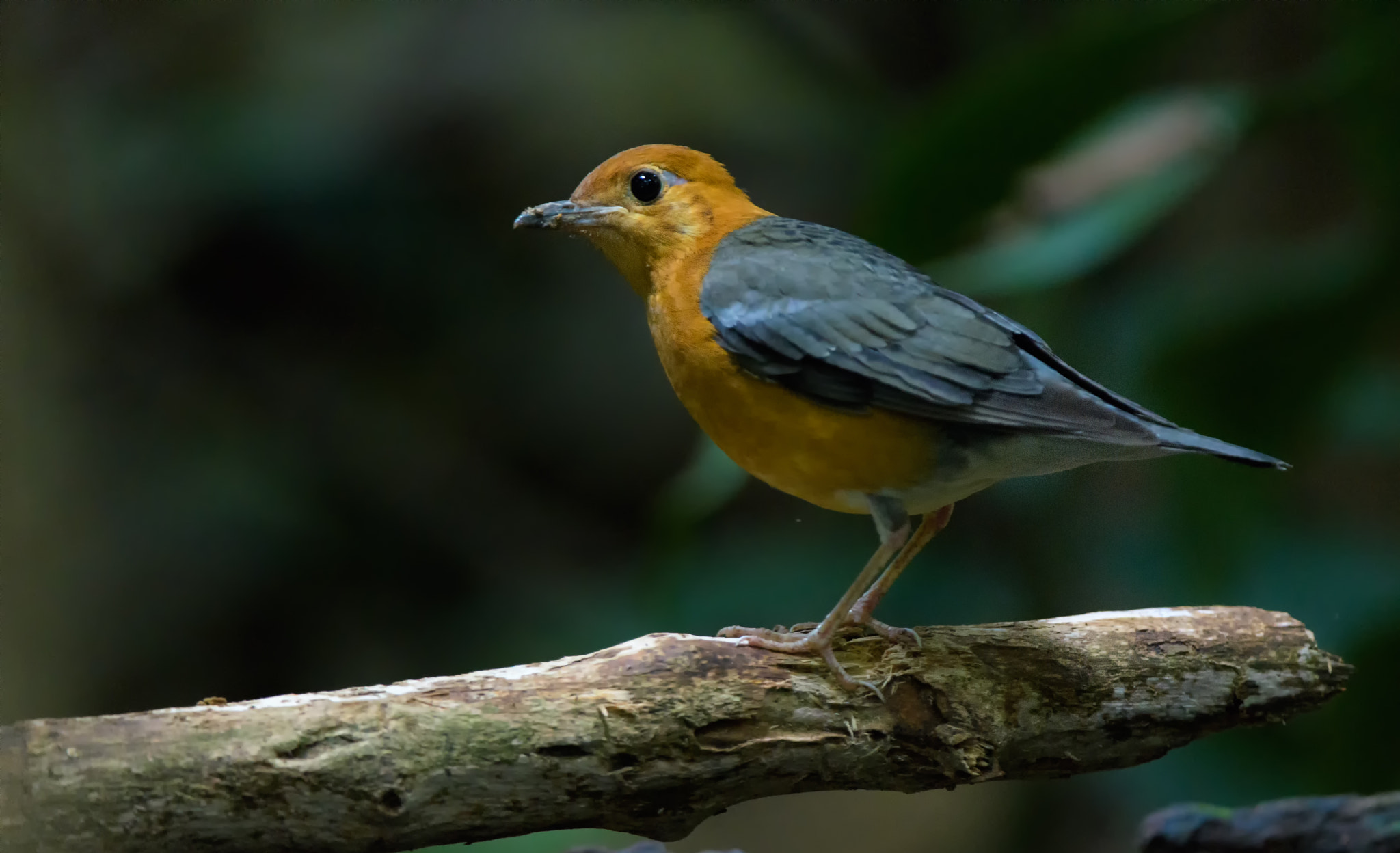 Nikon AF-S Nikkor 200-400mm F4G ED-IF VR sample photo. Orange headed thrush photography