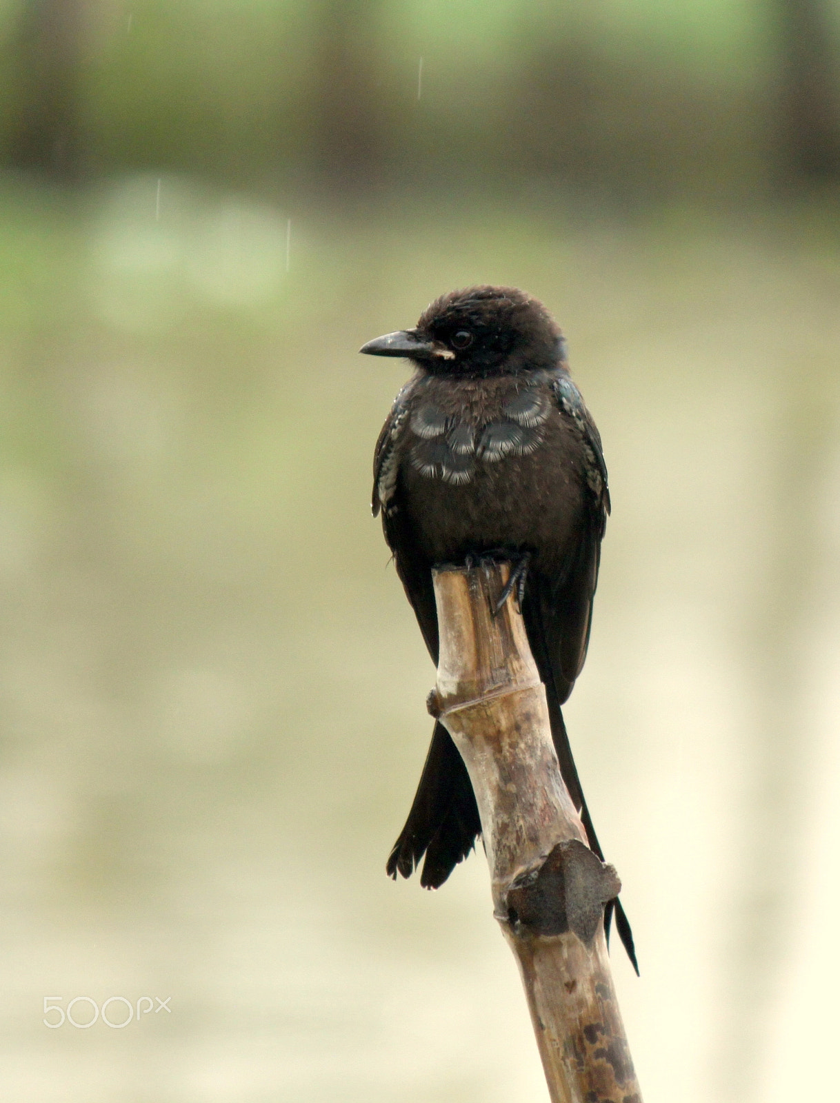 Canon EF-S 55-250mm F4-5.6 IS II sample photo. Birds uk02 photography