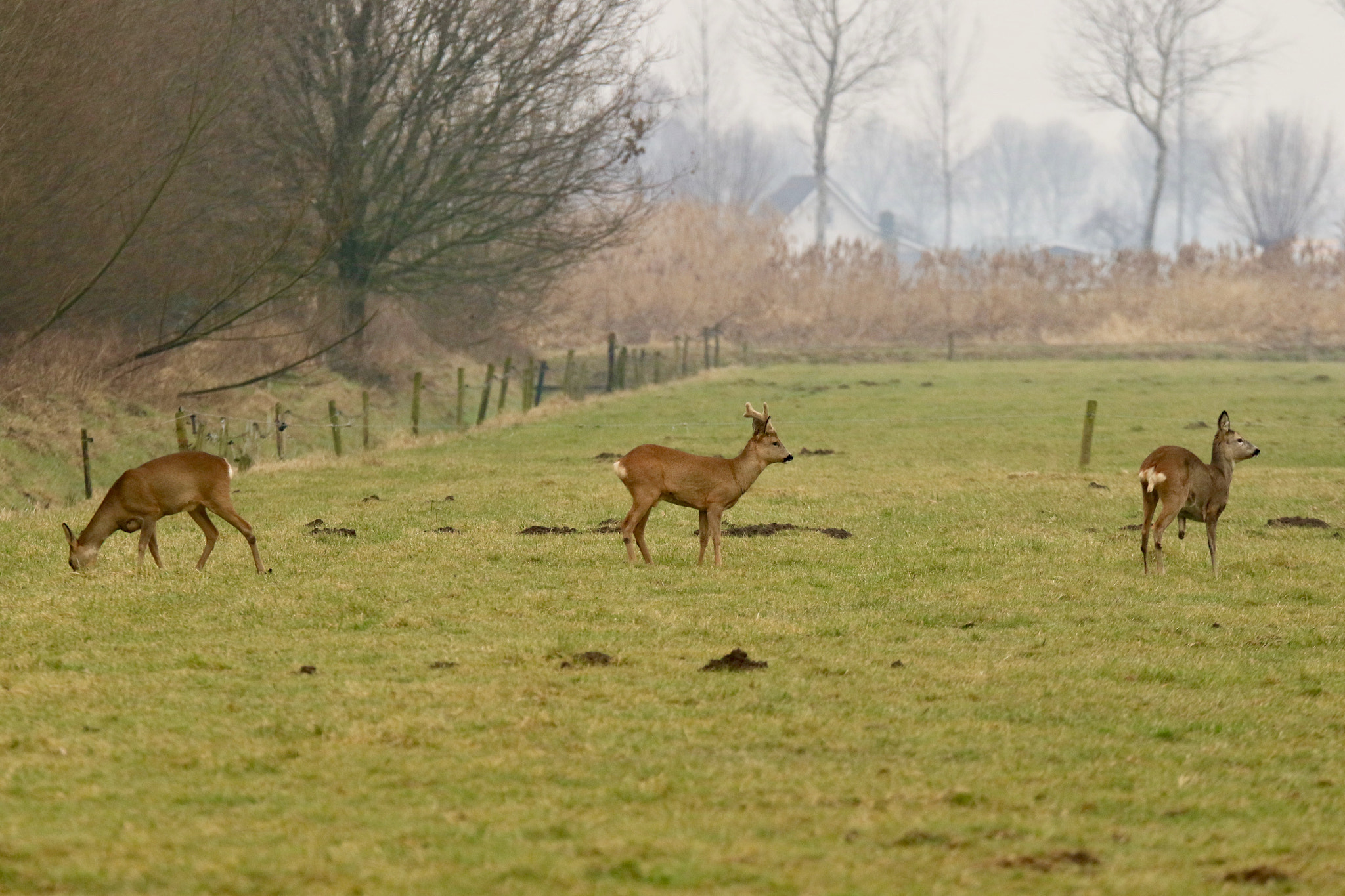 Sigma 150mm f/2.8 EX DG OS HSM APO Macro sample photo. Roe,family this female on the right in the picture ... photography