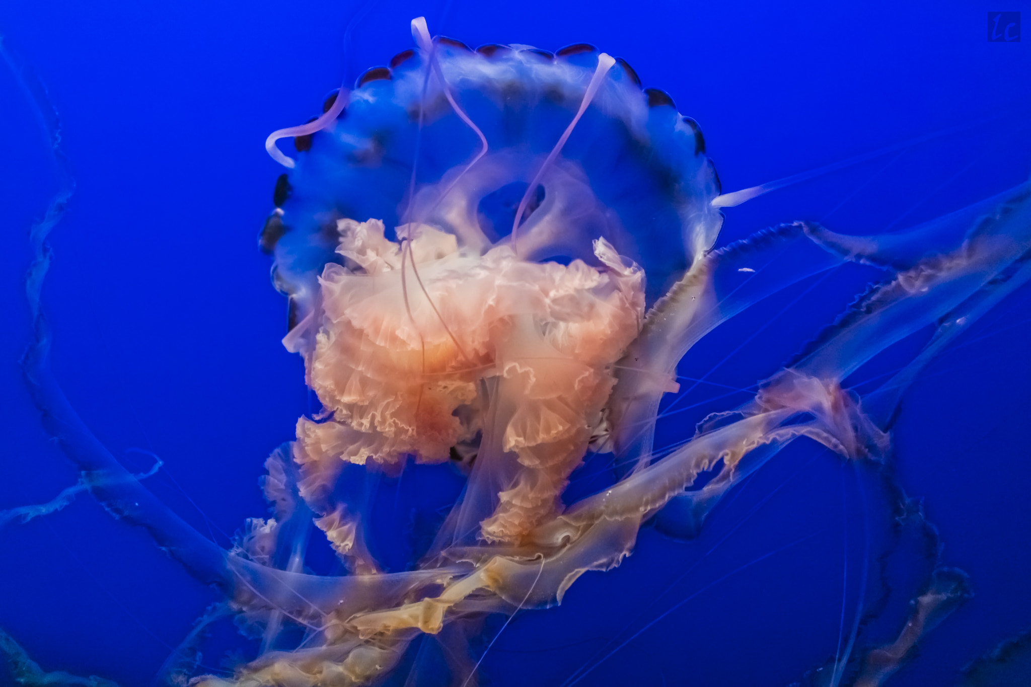 Canon EOS 5DS R sample photo. Jellyfish photography