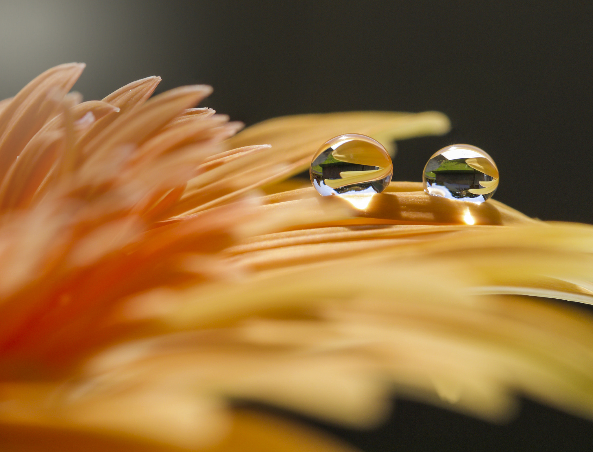 Canon EF 100mm F2.8L Macro IS USM sample photo. Always together photography