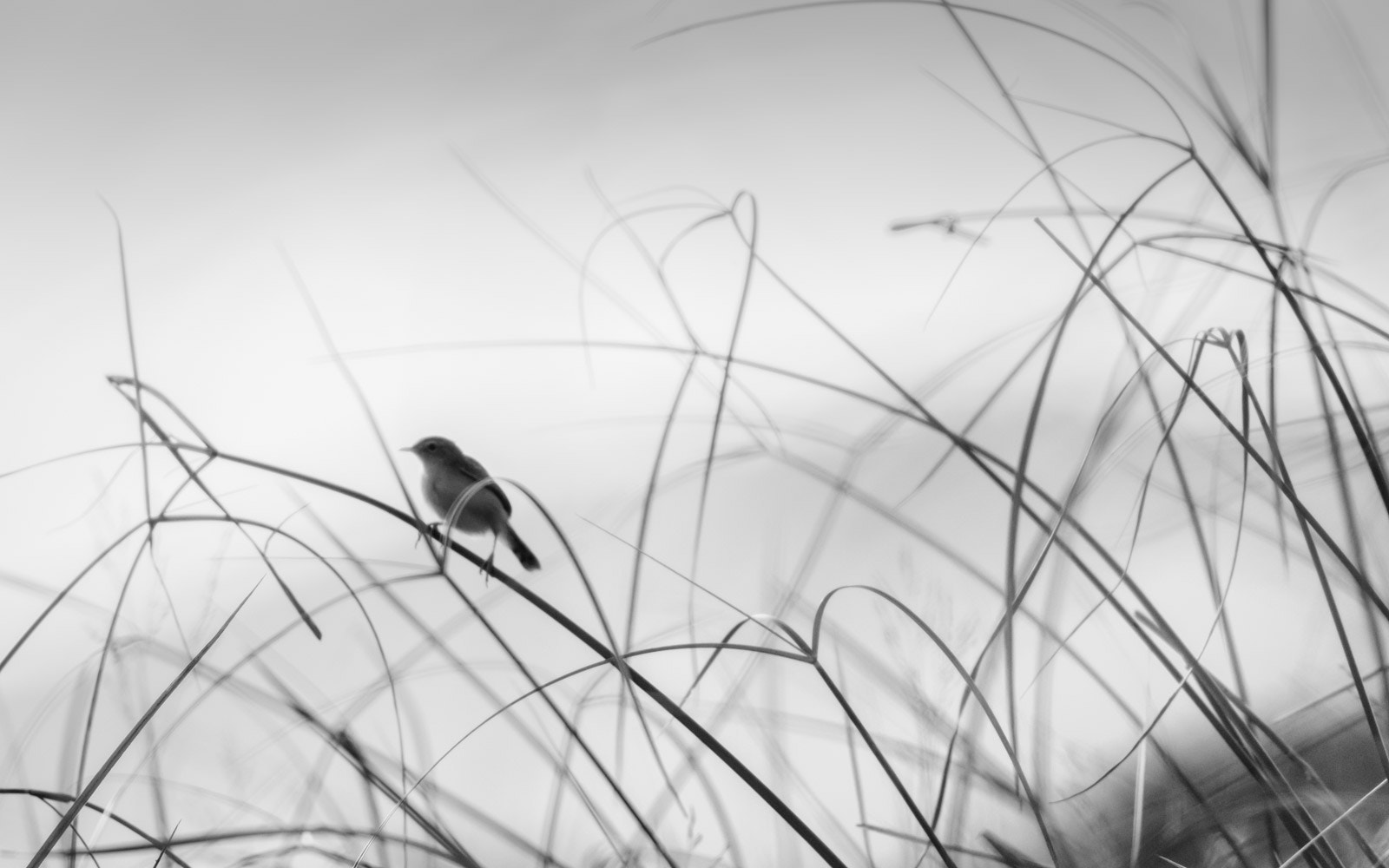 Canon EOS 70D + Canon EF 400mm F5.6L USM sample photo. Out of focus... photography