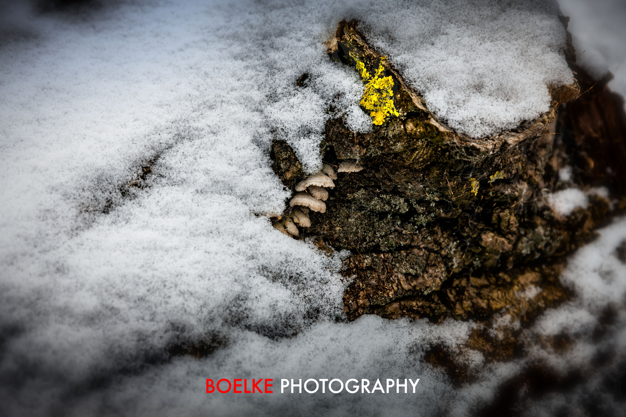Canon EOS-1Ds Mark III + Sigma 24-105mm f/4 DG OS HSM | A sample photo. Yellow point in the snow photography