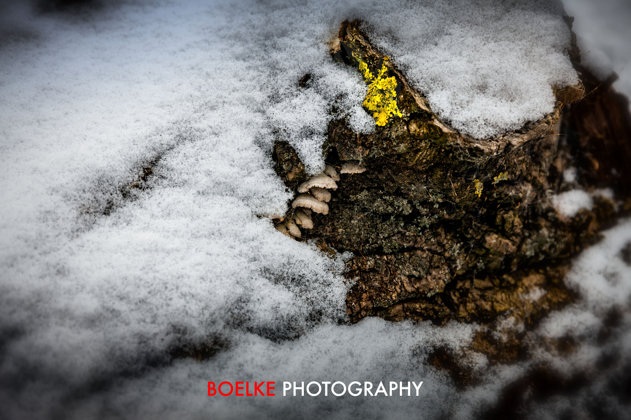 Sigma 24-105mm f/4 DG OS HSM | A sample photo. Yellow point in the snow photography