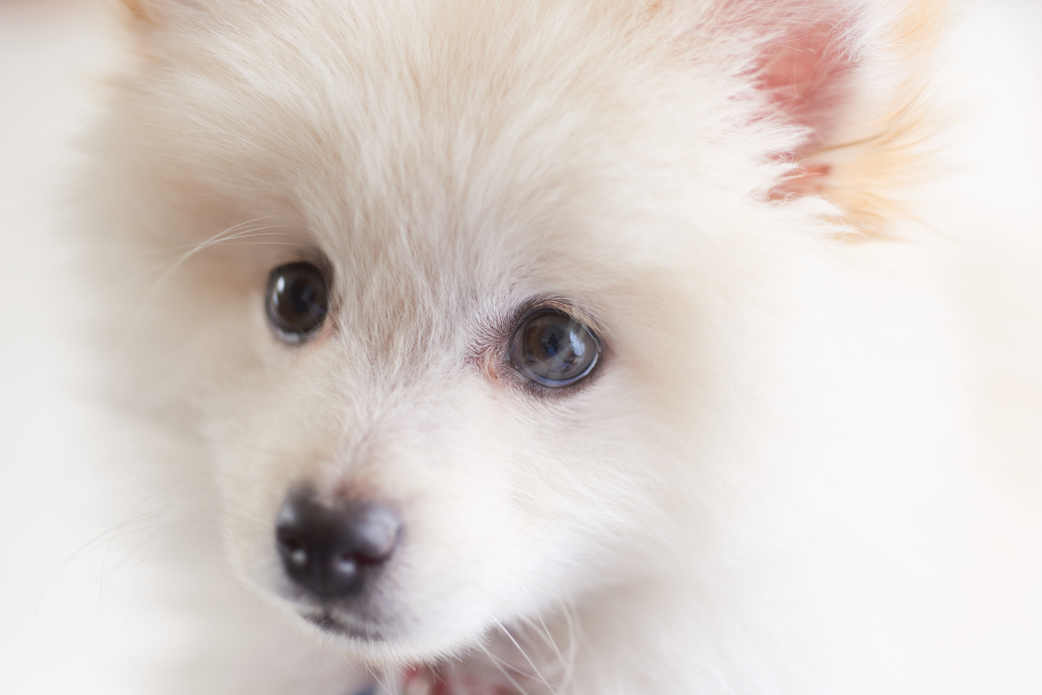 Nikon D810 sample photo. Bongo photography
