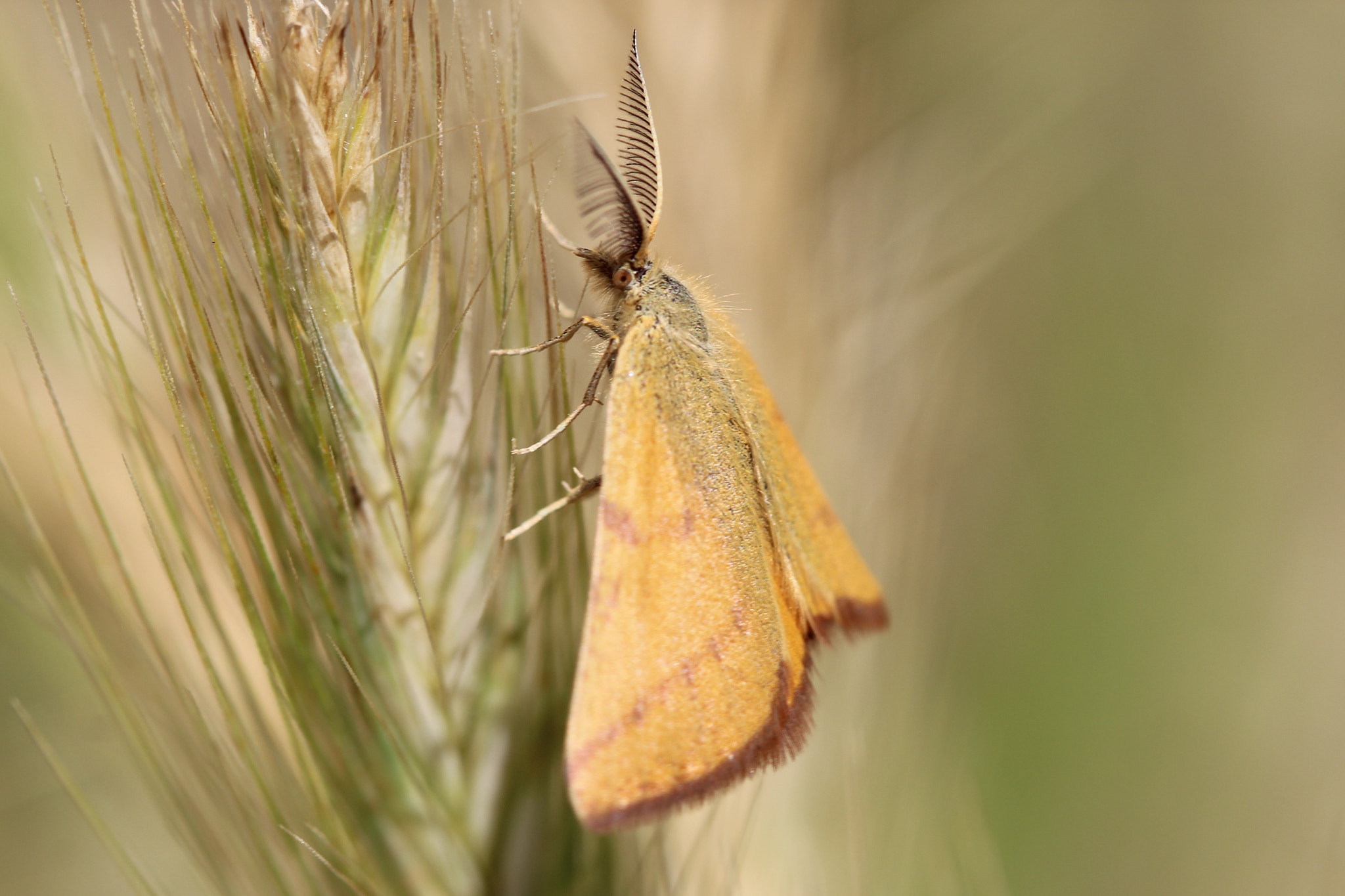 Canon EF 100mm F2.8 Macro USM sample photo. Moth photography