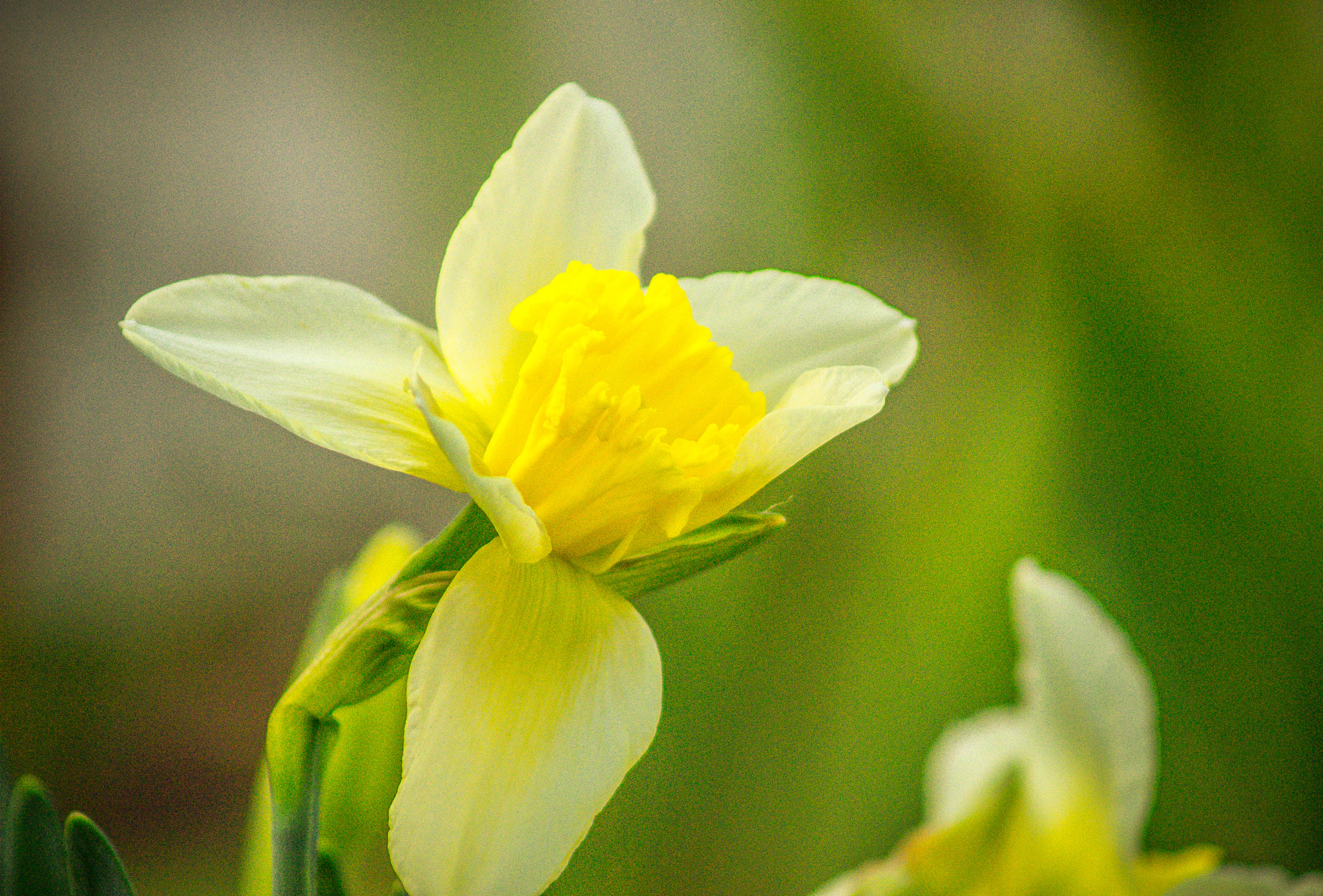 Sony 75-300mm F4.5-5.6 sample photo. Spring yellow photography