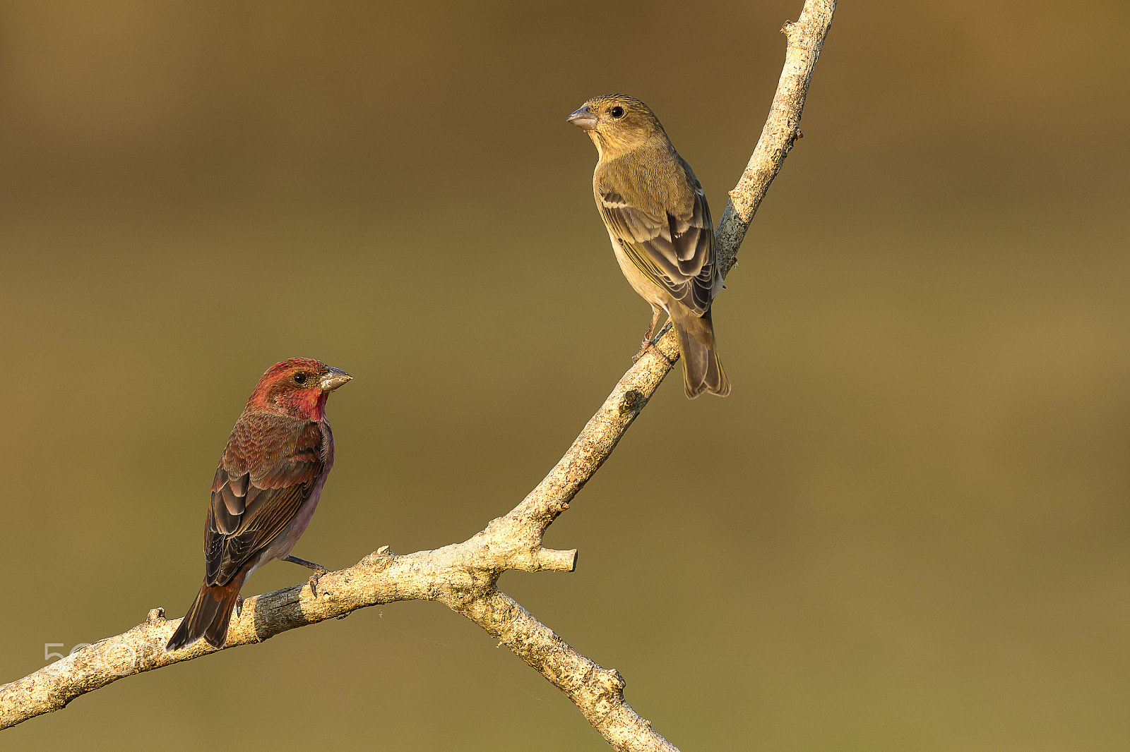 Canon EOS 7D Mark II + Canon EF 600mm f/4L IS sample photo. Common rosefinch (male & female) photography