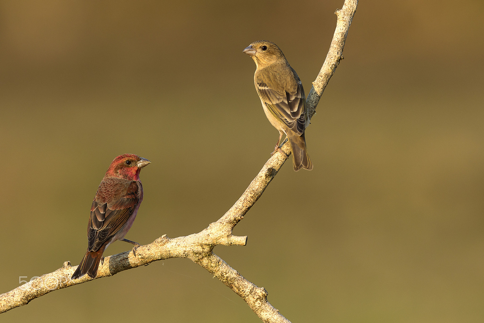 Canon EF 600mm f/4L IS sample photo. Common rosefinch (male & female) photography