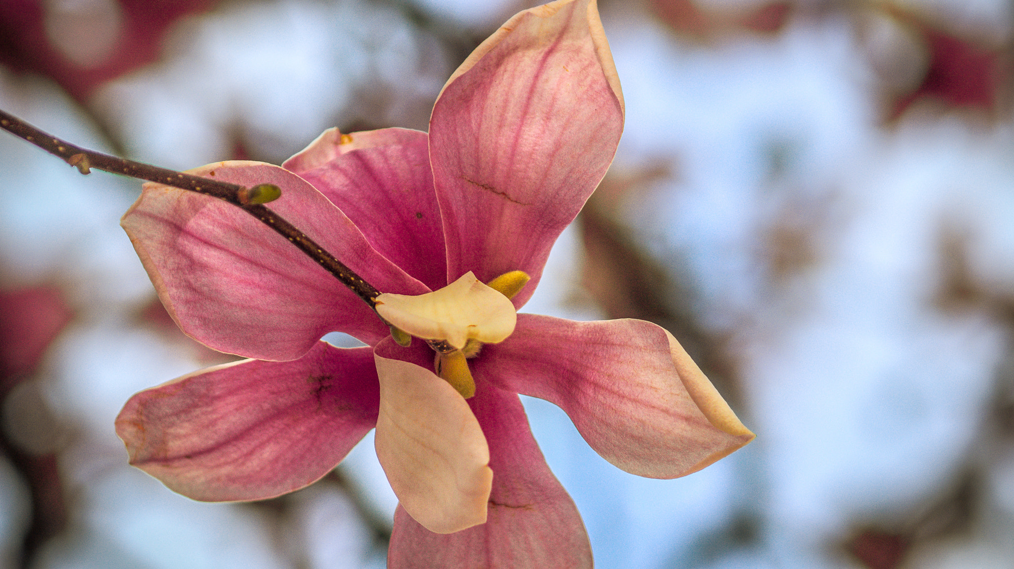 Sony 75-300mm F4.5-5.6 sample photo. My walk lol photography