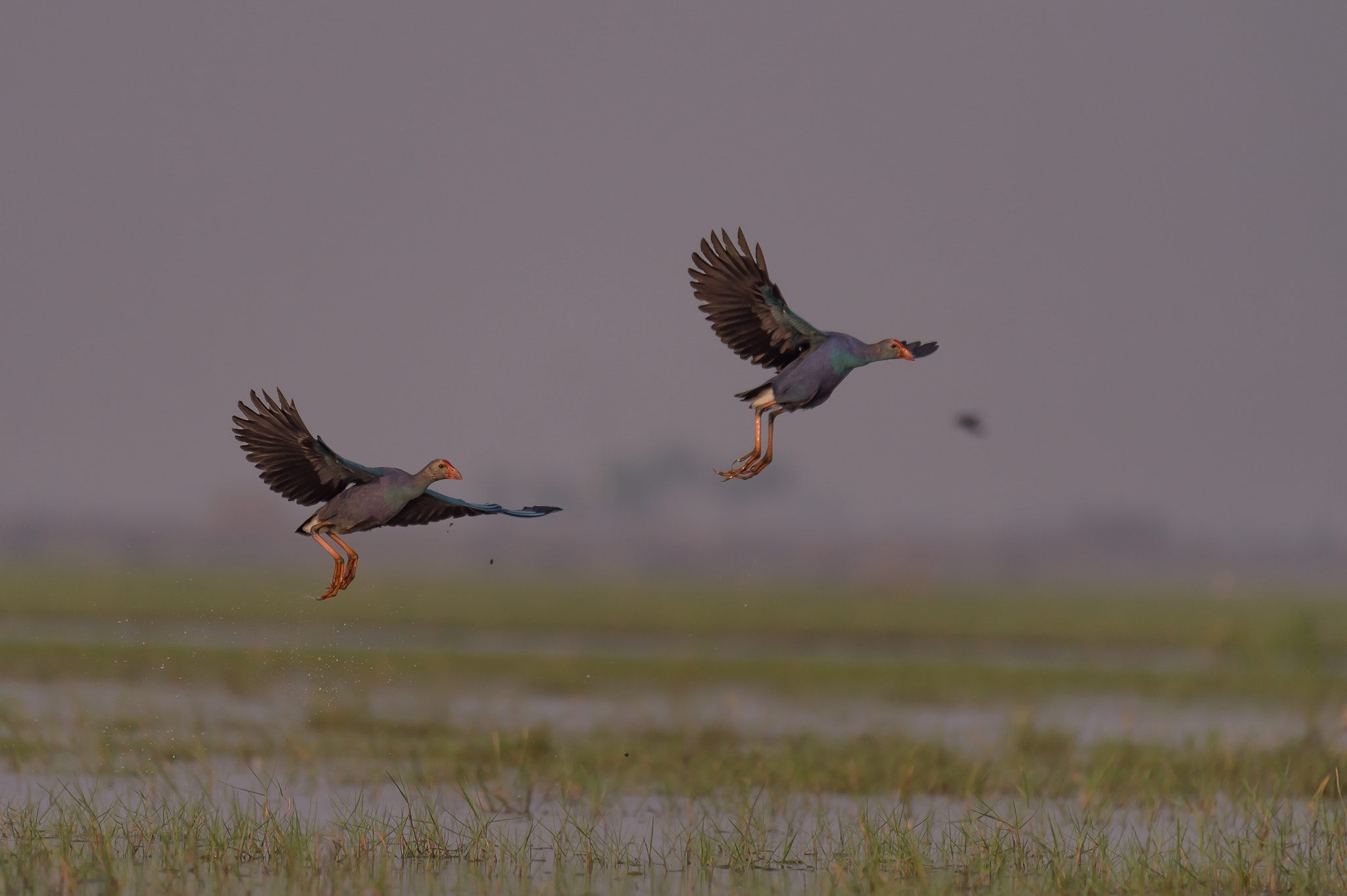 Nikon AF-S Nikkor 200-500mm F5.6E ED VR sample photo. Grey-headed swamphen photography