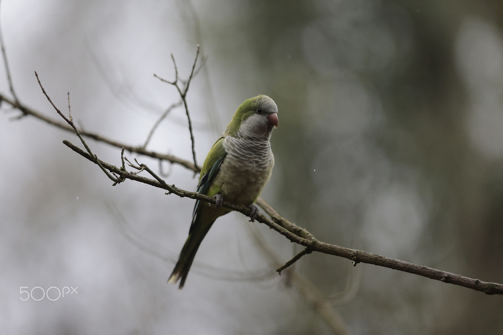 Canon EF 300mm F2.8L IS USM sample photo. Rainy days photography